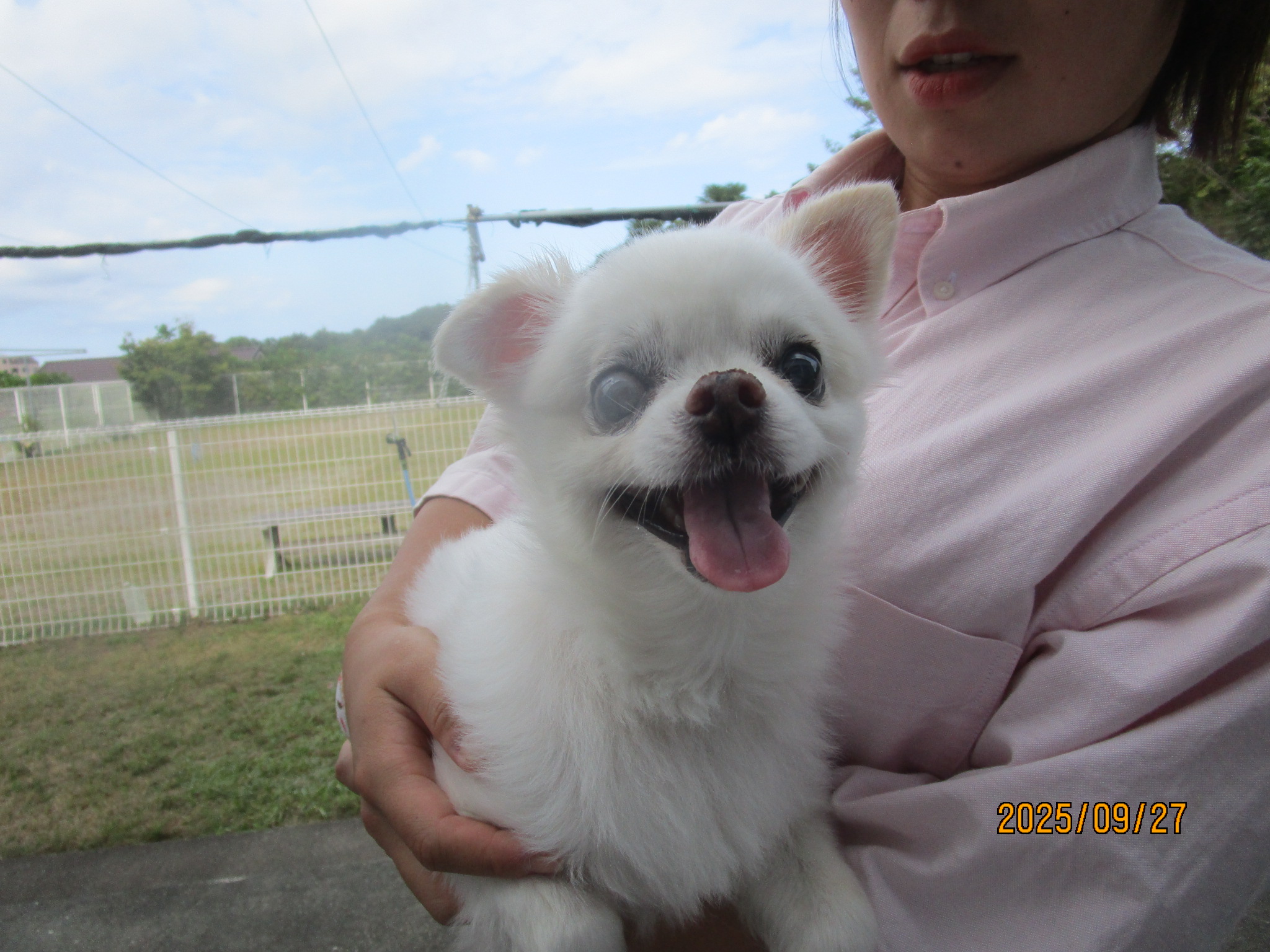 チップちゃん（７）