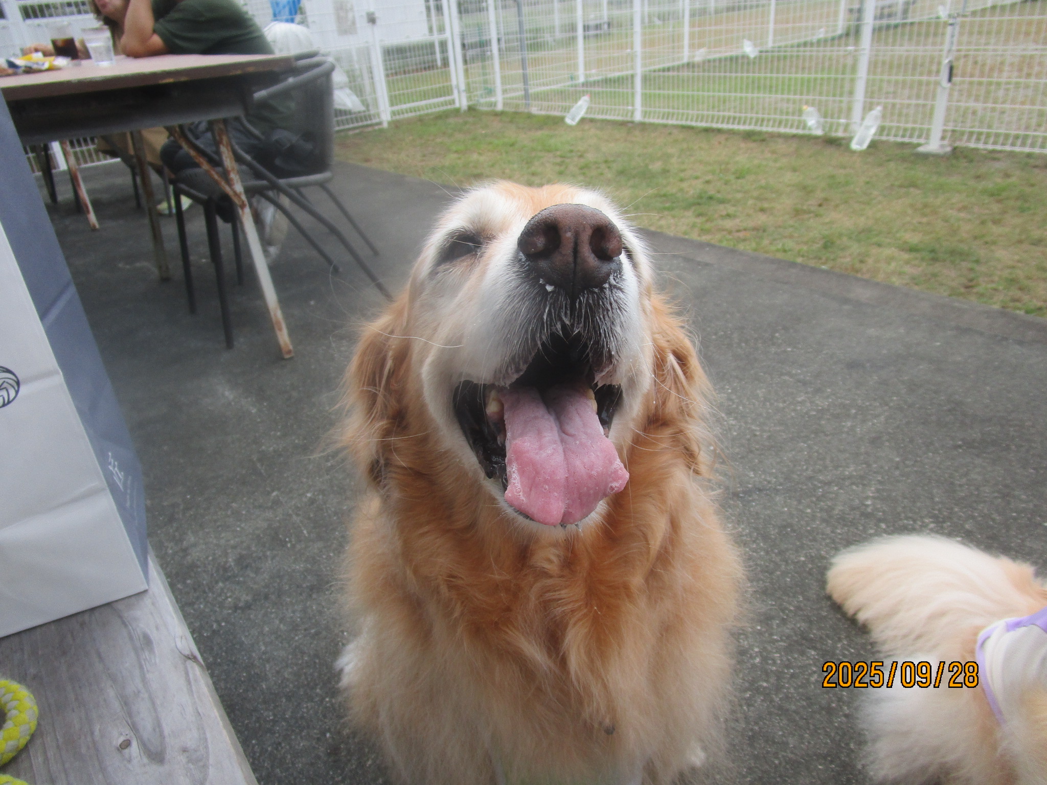 ももちゃん（Ⅴ）