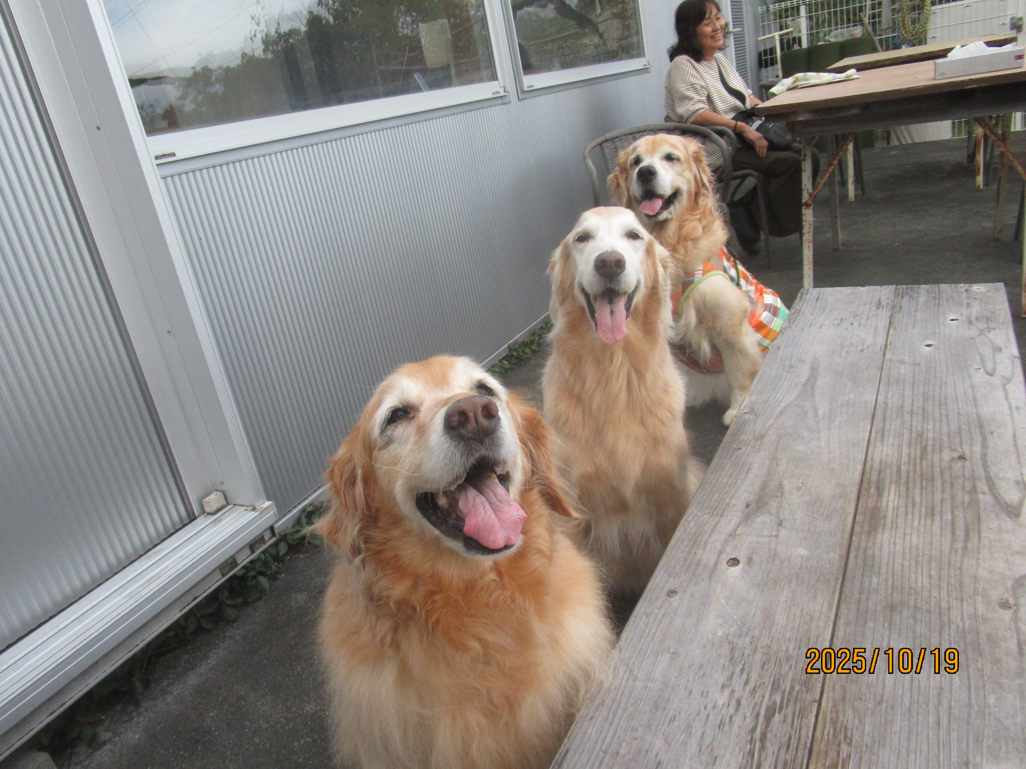 小麦ちゃん（Ⅴ）