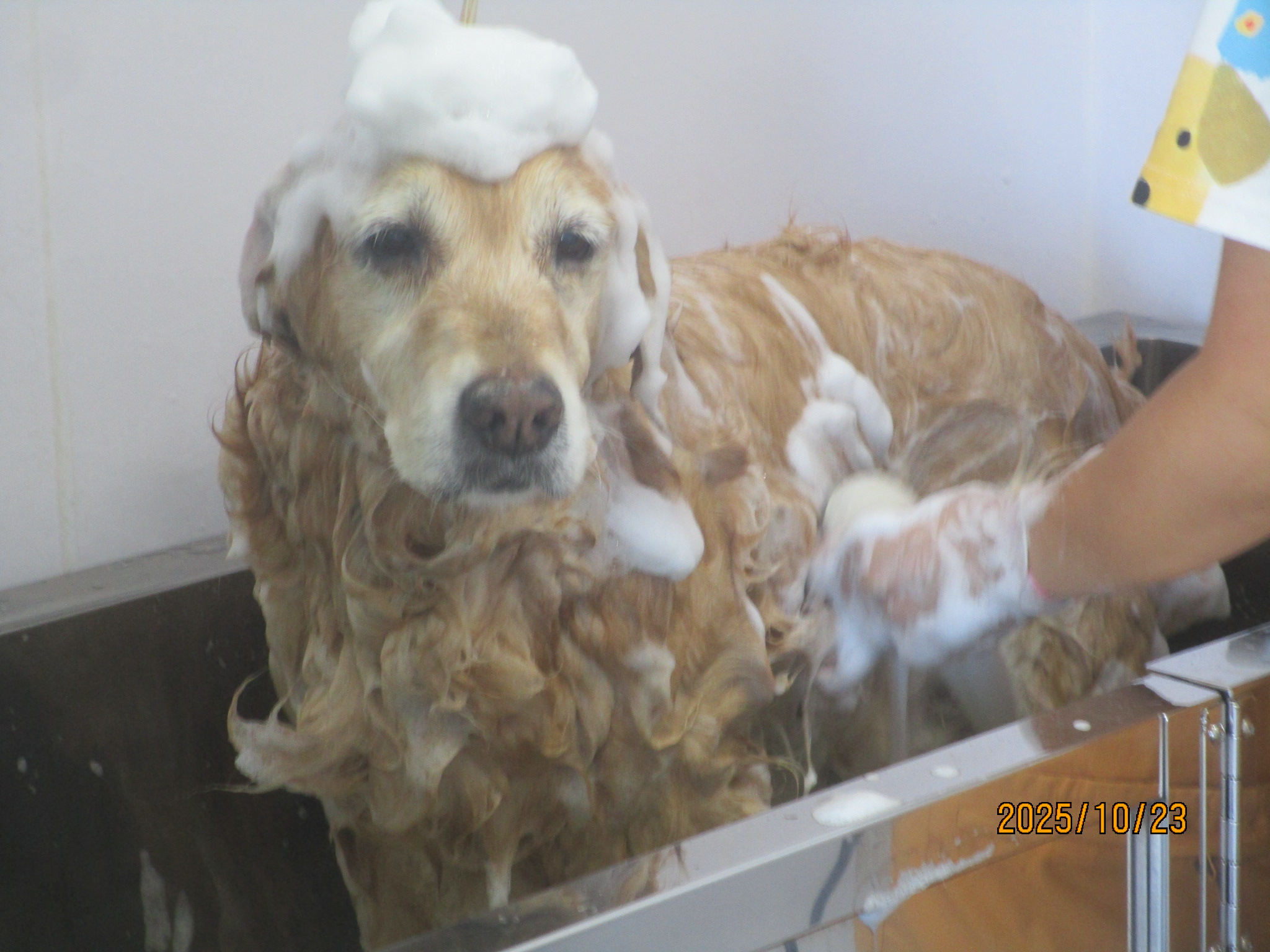 ももちゃん（Ⅴ）