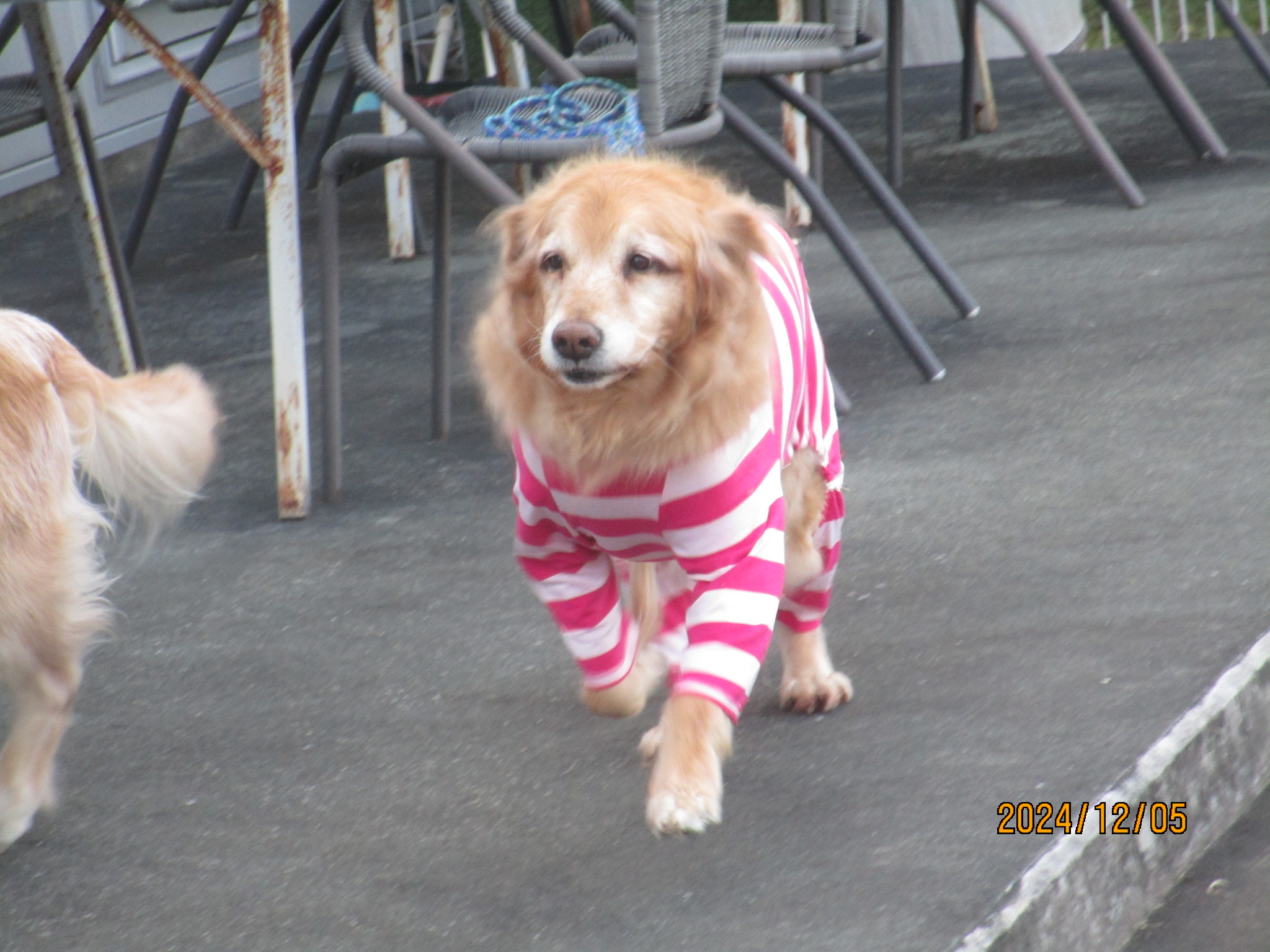 ももちゃん（Ⅴ）