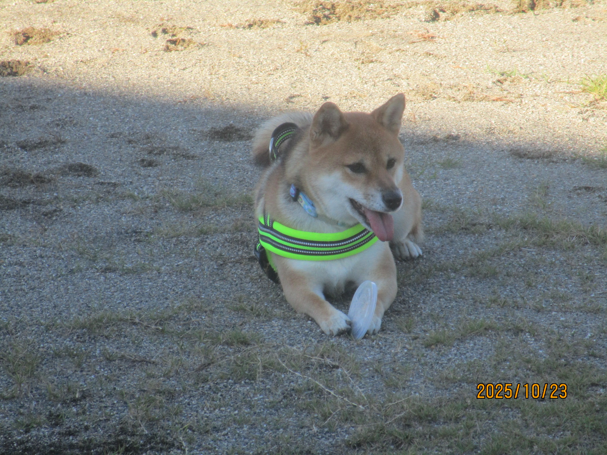 あおちゃん（１８）