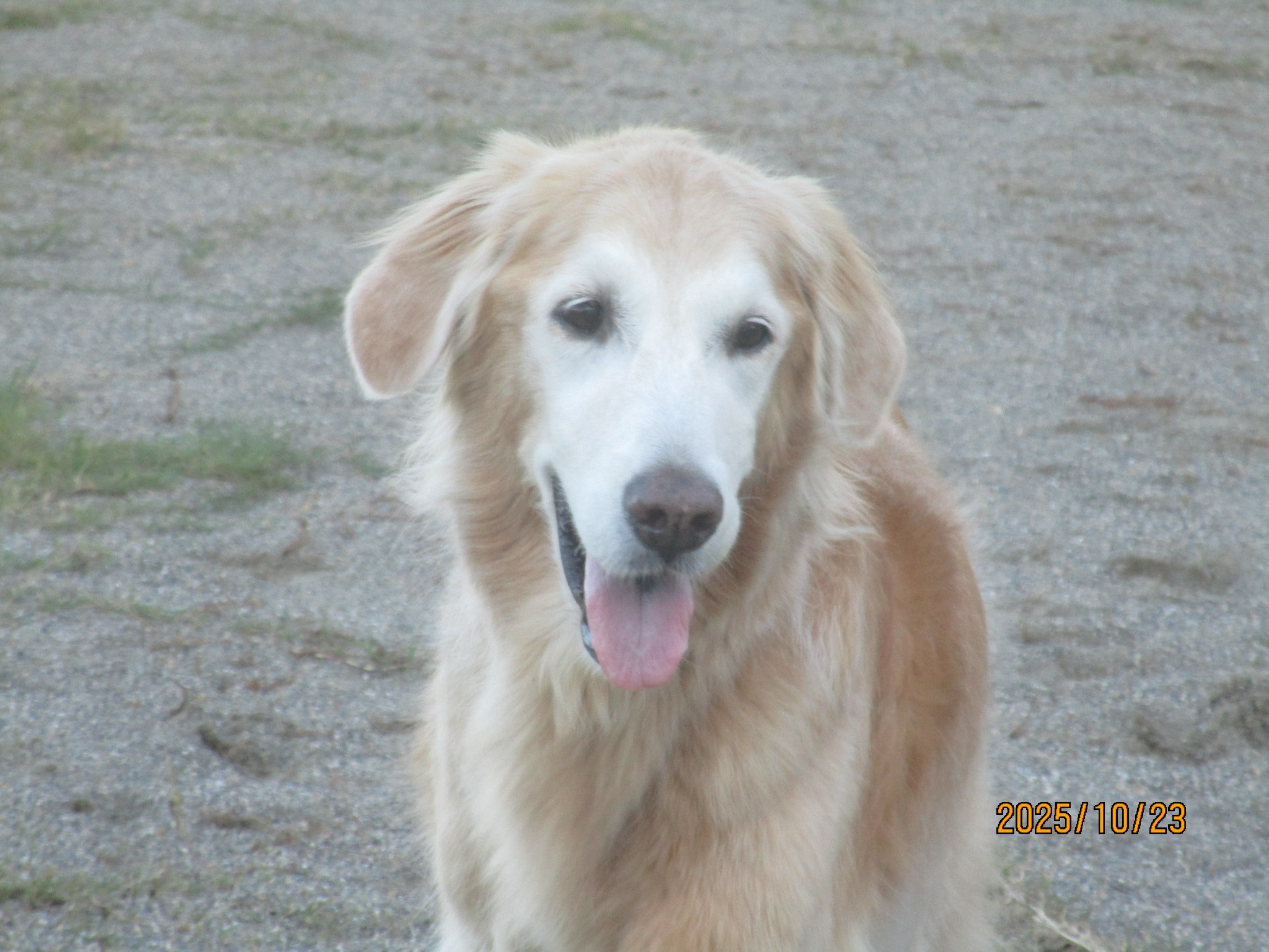小麦ちゃん（Ⅴ）
