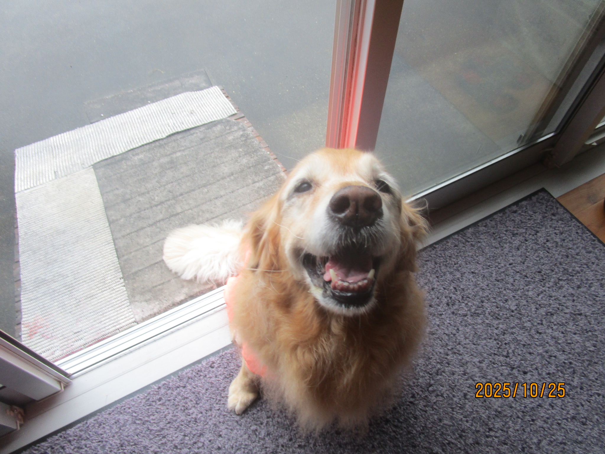 ももちゃん（Ⅴ）