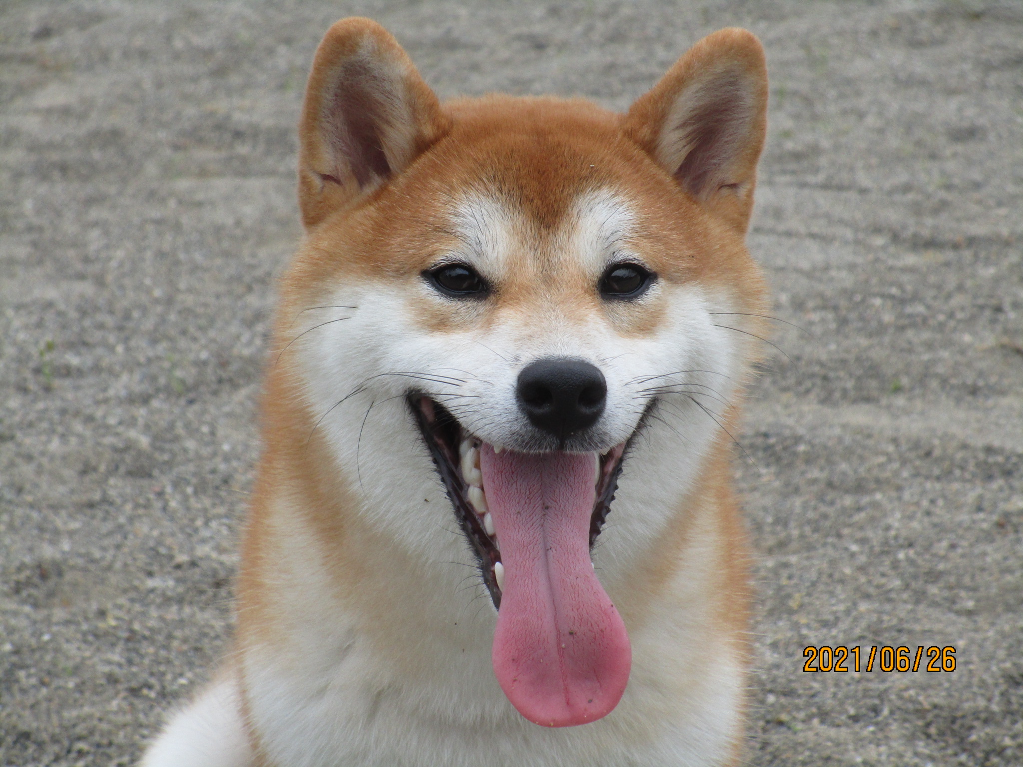 モカちゃん