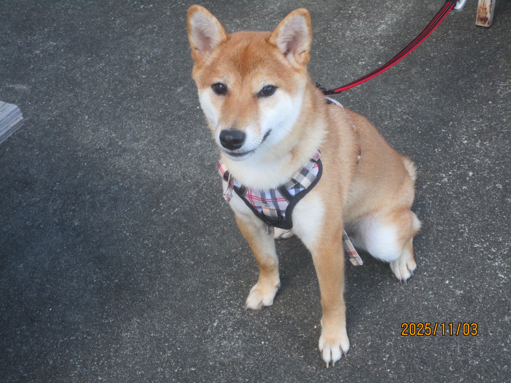 良良（らら）ちゃん