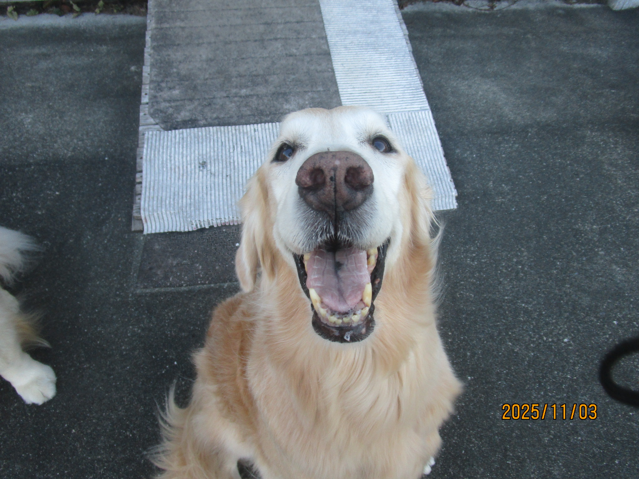 小麦ちゃん（Ⅴ）