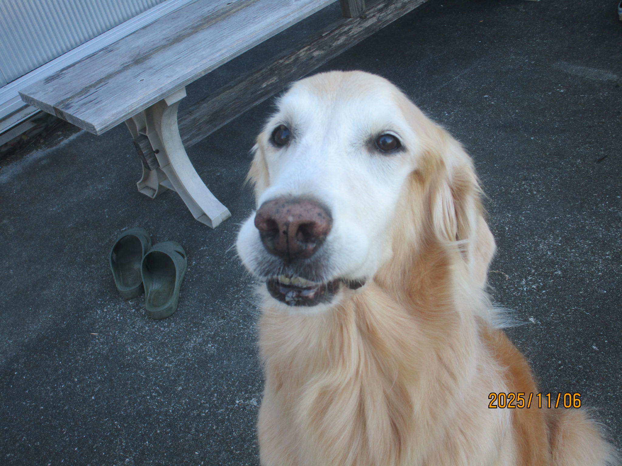 小麦ちゃん（Ⅴ）