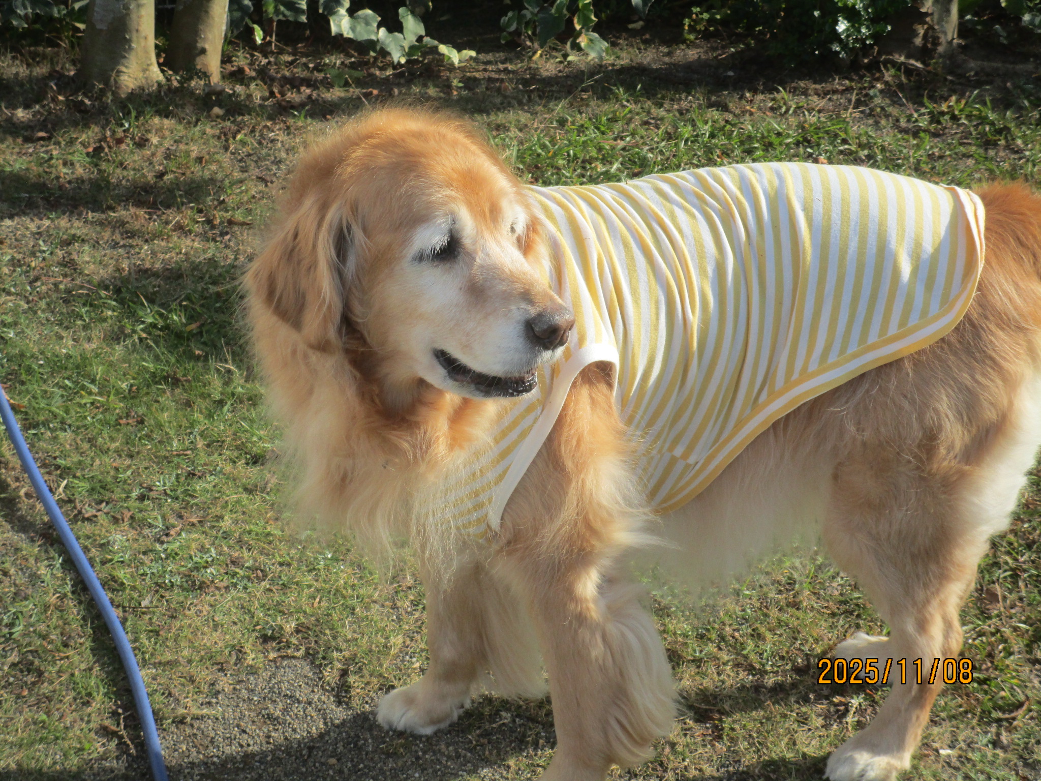 ももちゃん（Ⅴ）