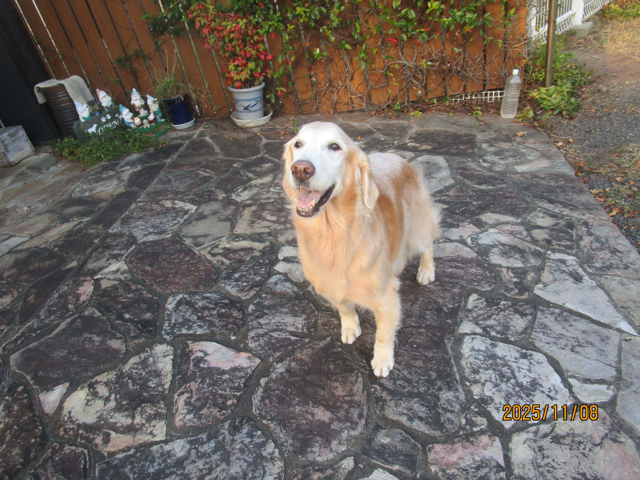 小麦ちゃん（Ⅴ）