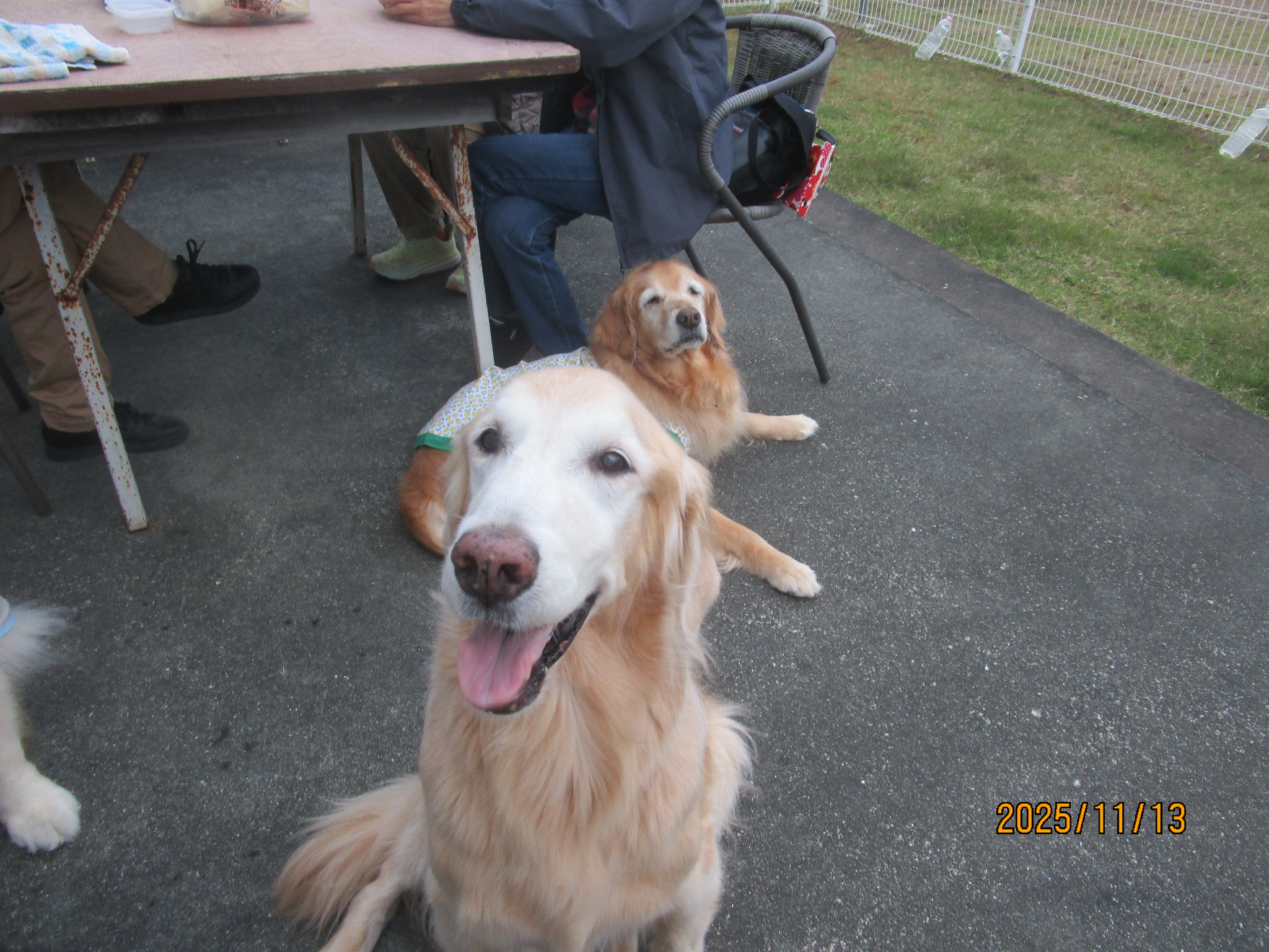 小麦ちゃん（Ⅴ）