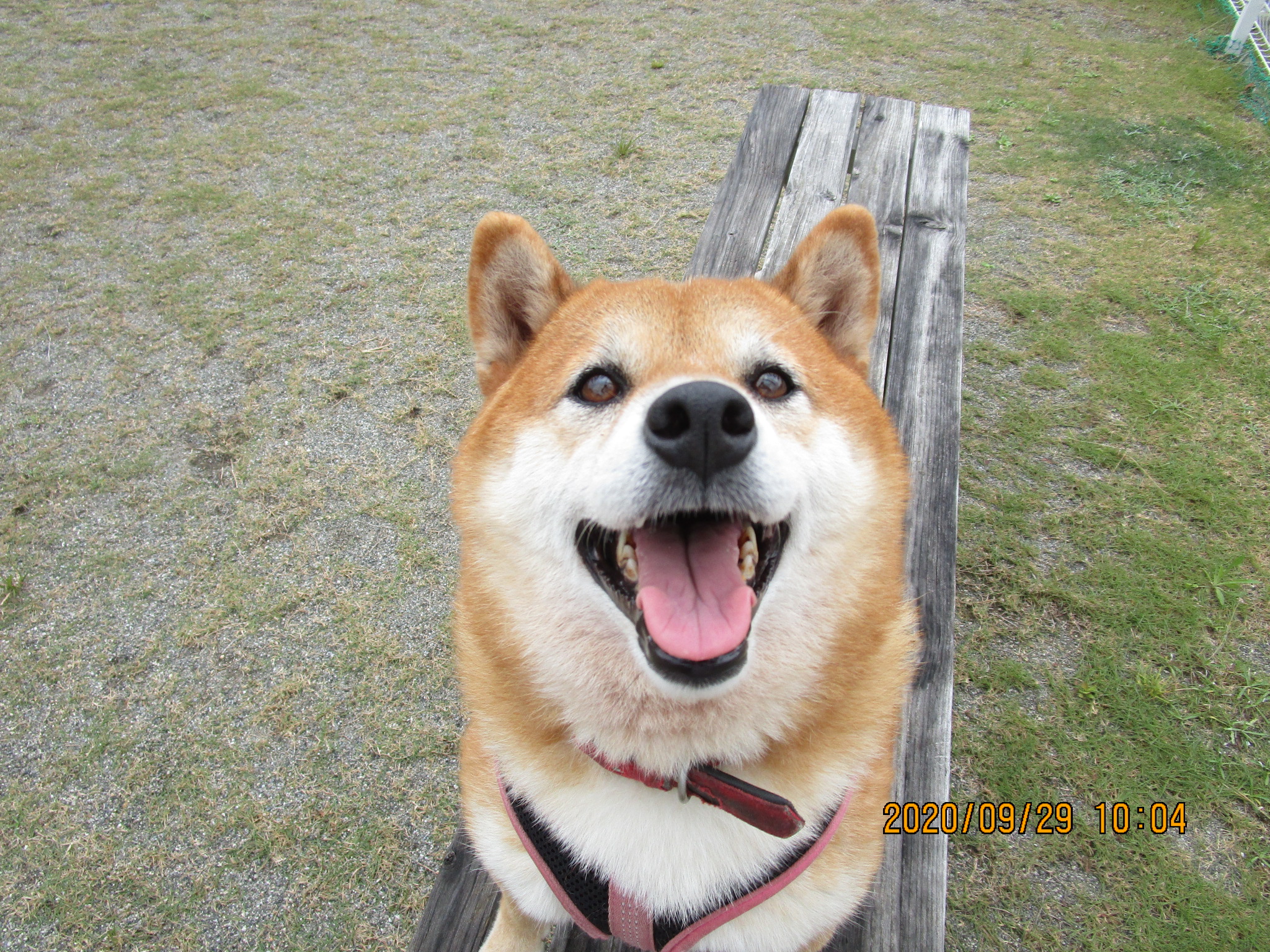 A・ナナちゃん（18）（H・6）