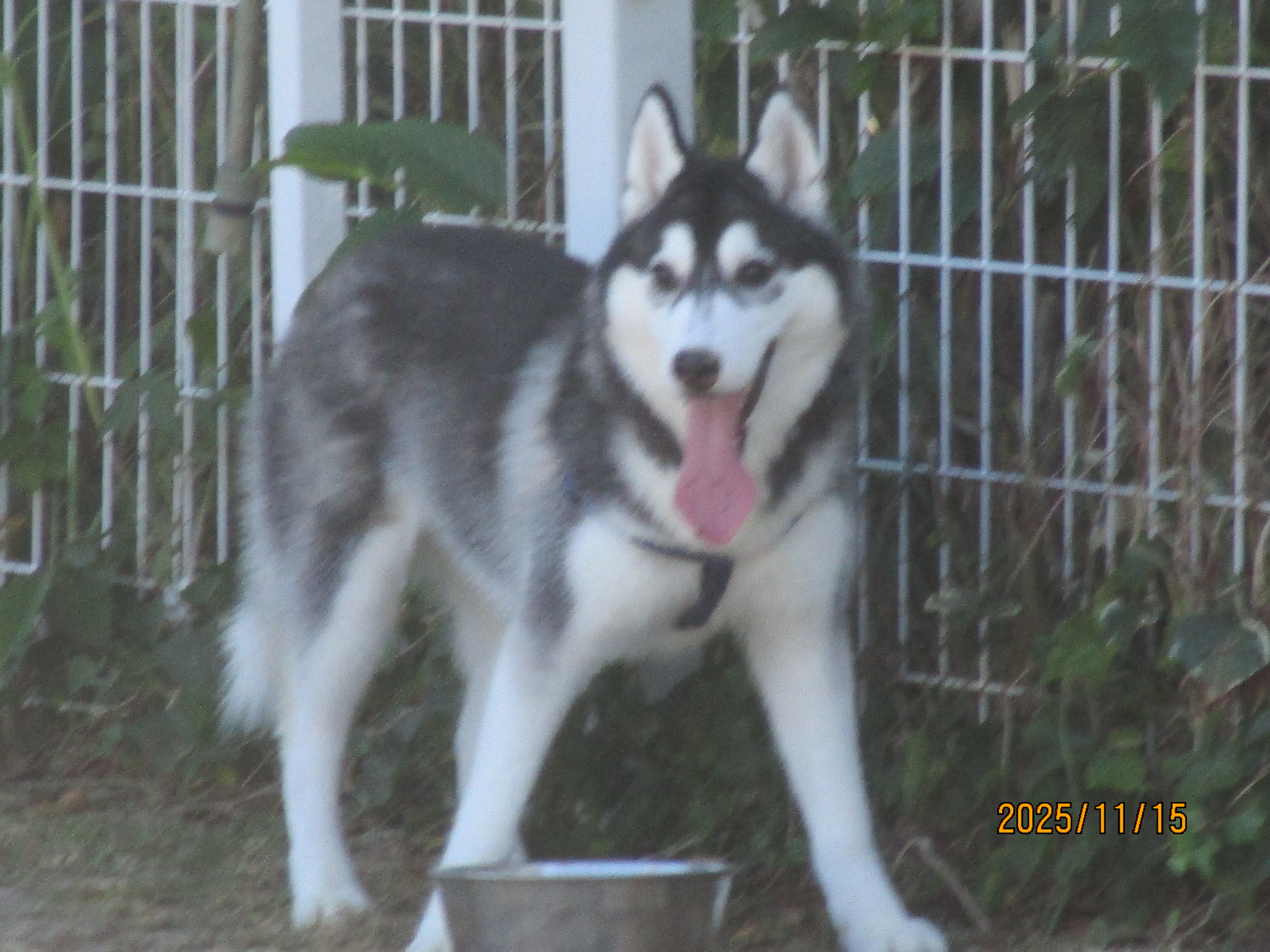 あんこちゃん（２）