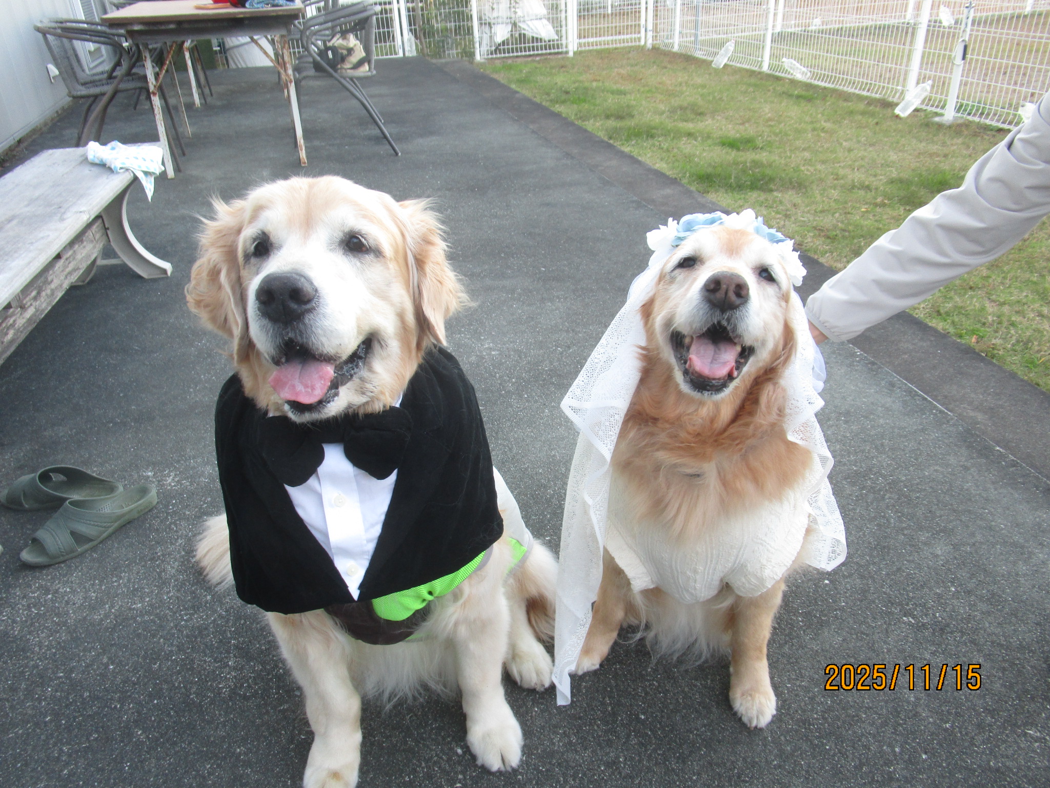 ももちゃん(Ⅴ) ももちゃん(Ⅴ)