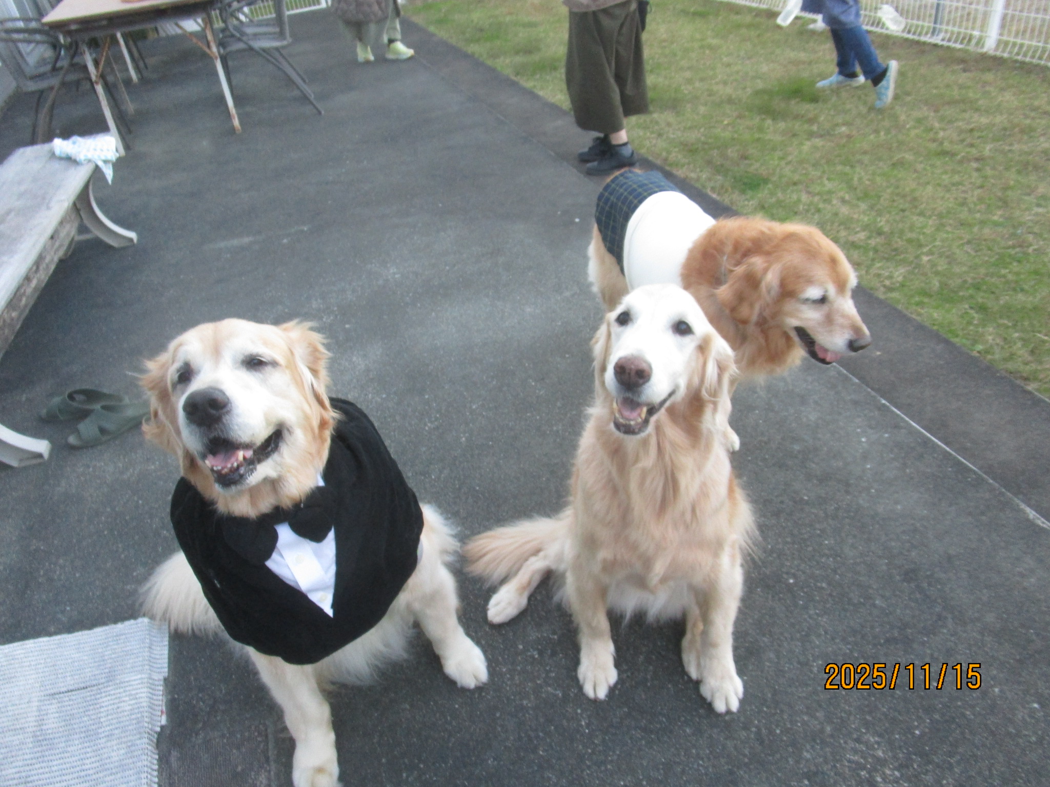 小麦ちゃん(Ⅴ) 小麦ちゃん(Ⅴ)