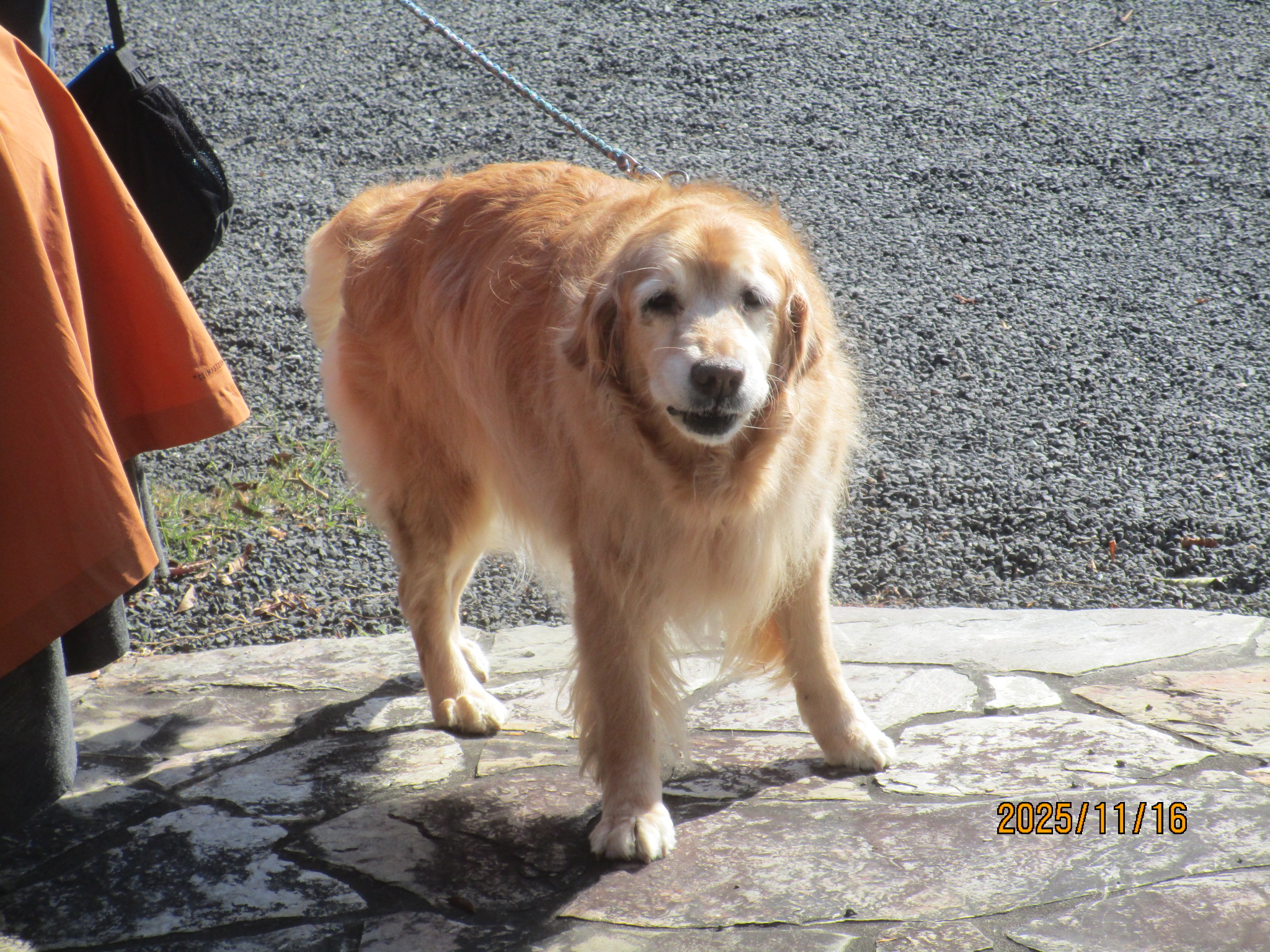 ももちゃん(Ⅴ) ももちゃん(Ⅴ)