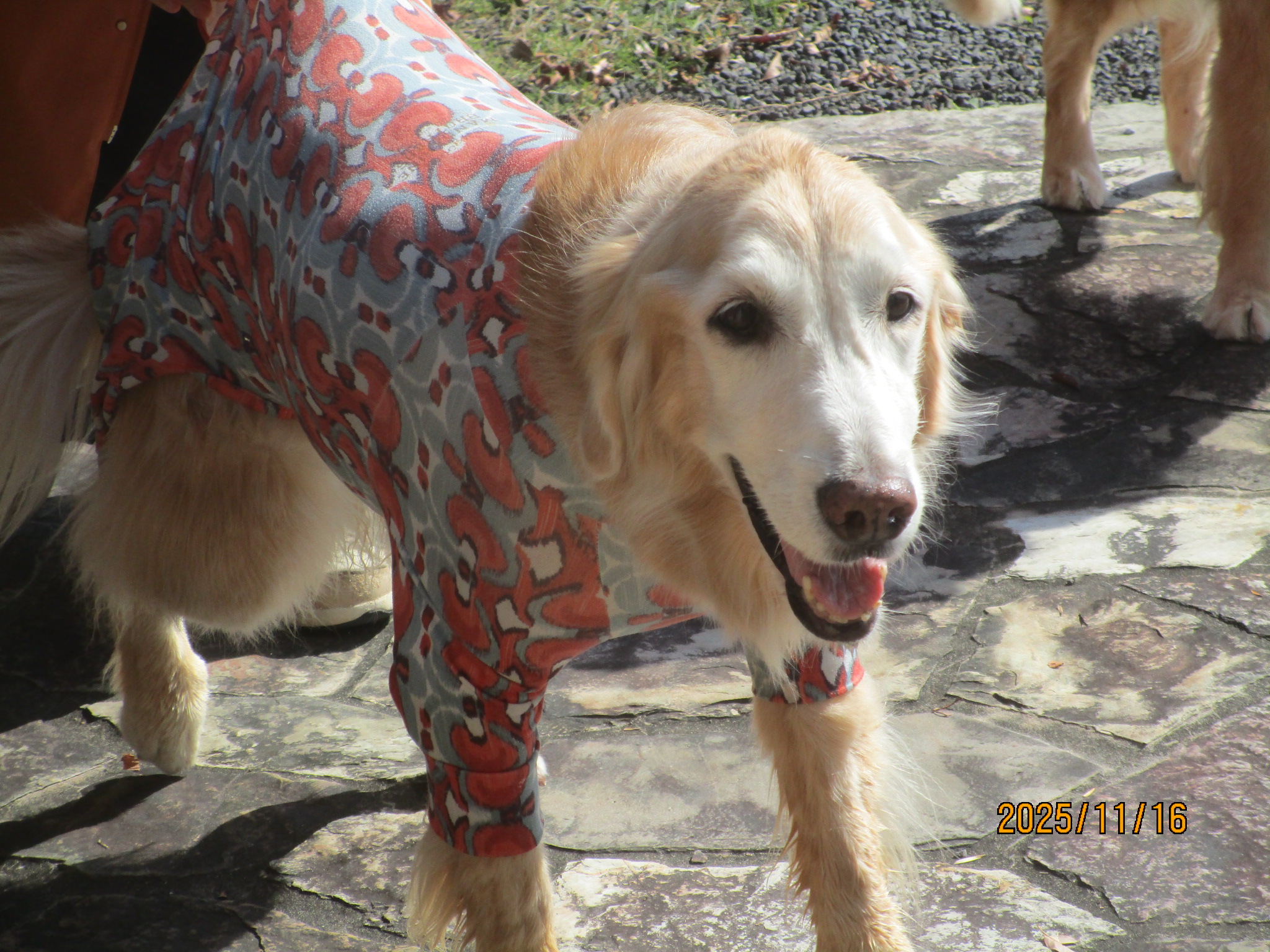 小麦ちゃん(Ⅴ) 小麦ちゃん(Ⅴ)