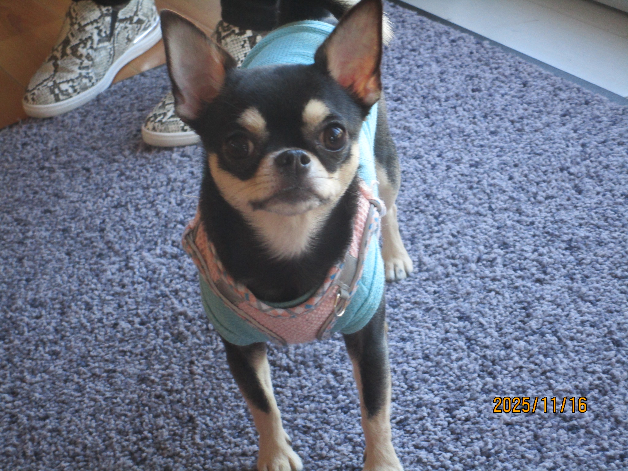 さくらこちゃん(2) さくらこちゃん(2)