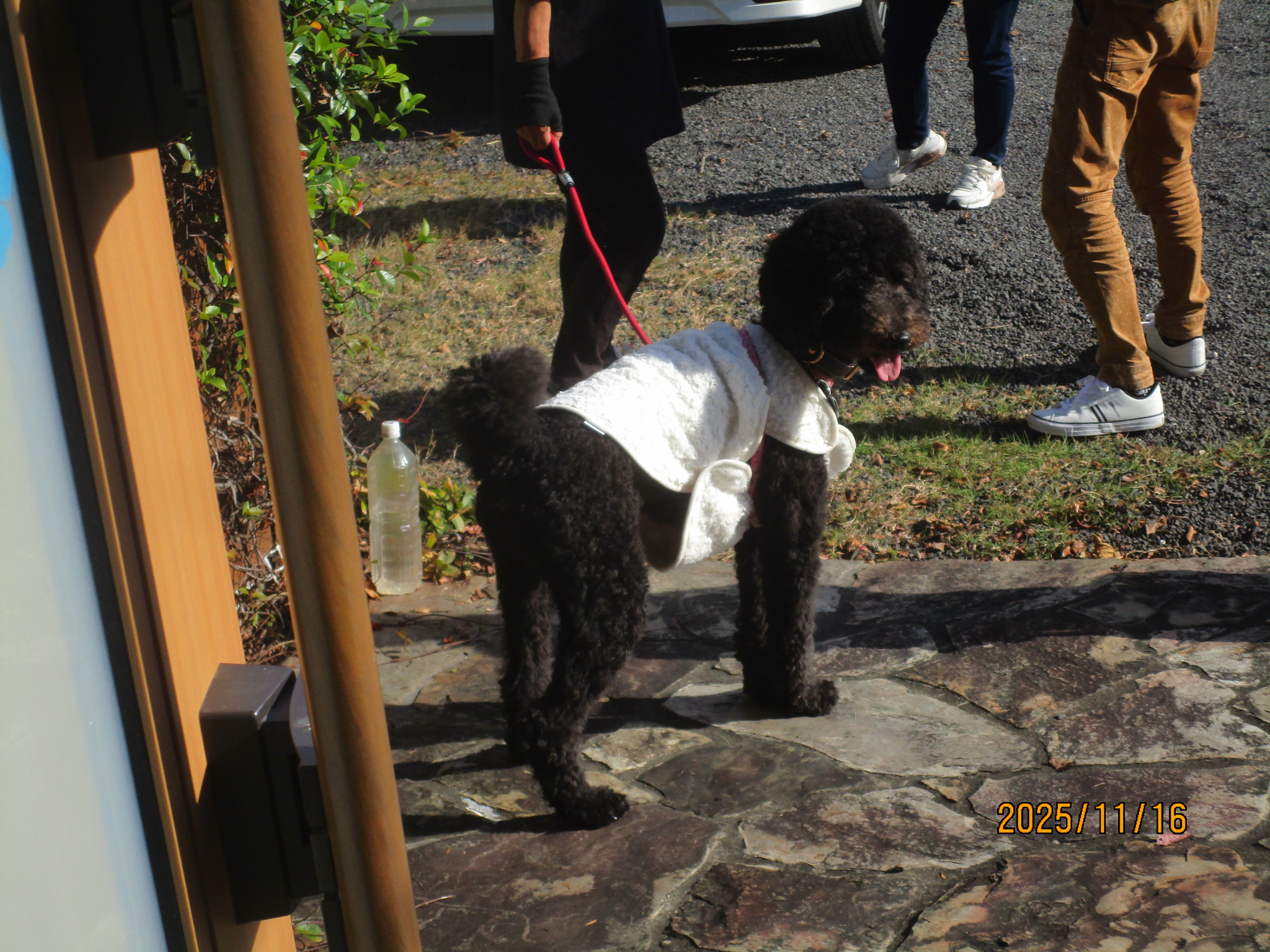 シェリーちゃん シェリーちゃん