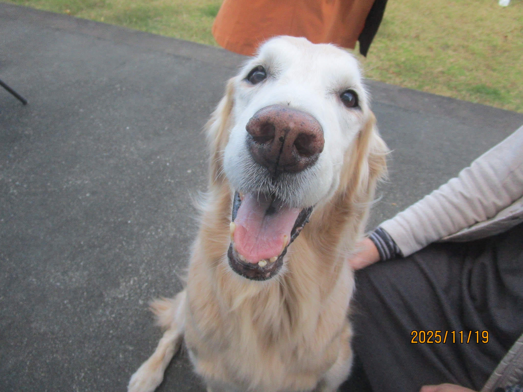 小麦ちゃん（Ⅴ）