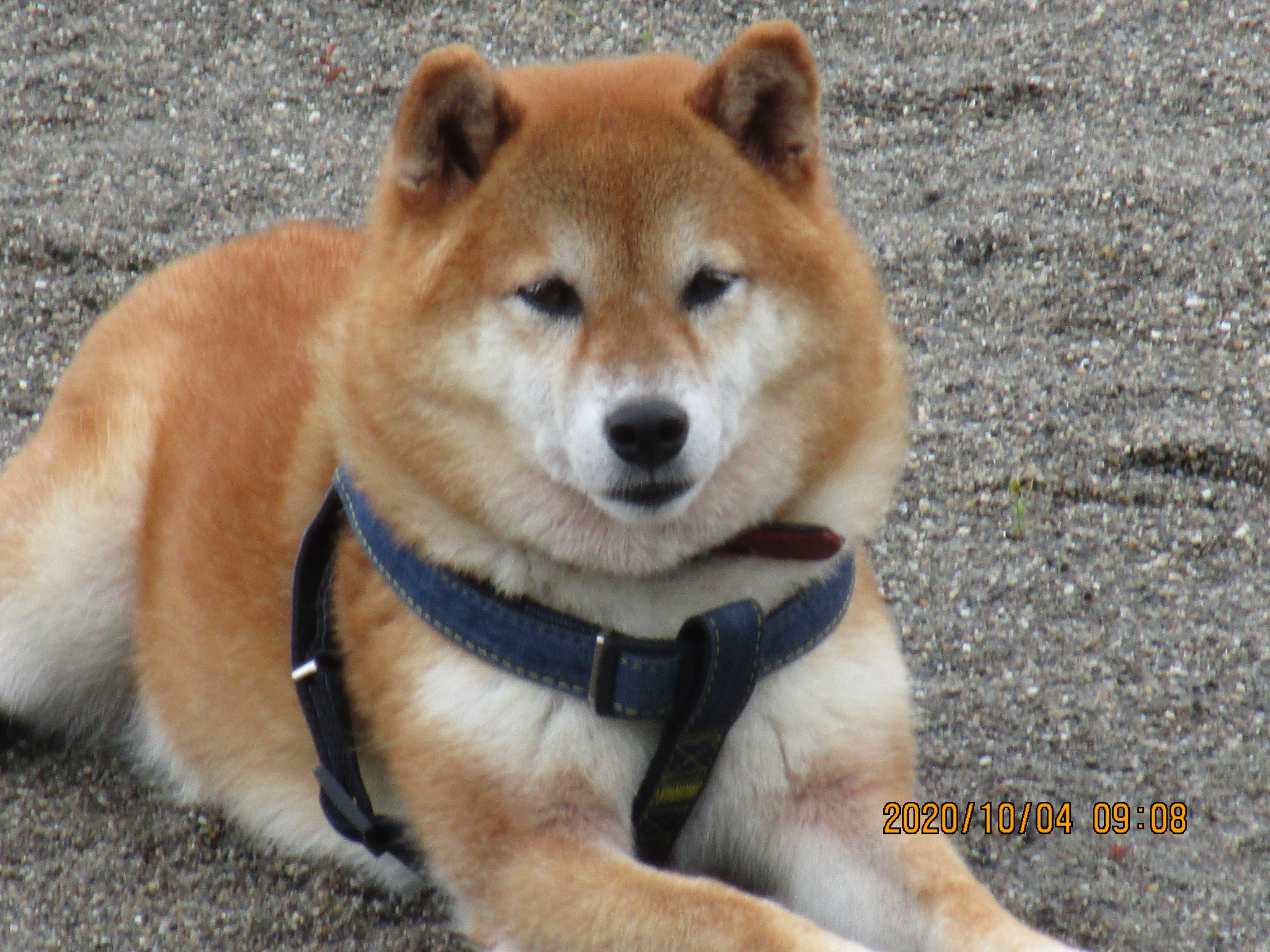 A・ナナちゃん（18）（H・11）