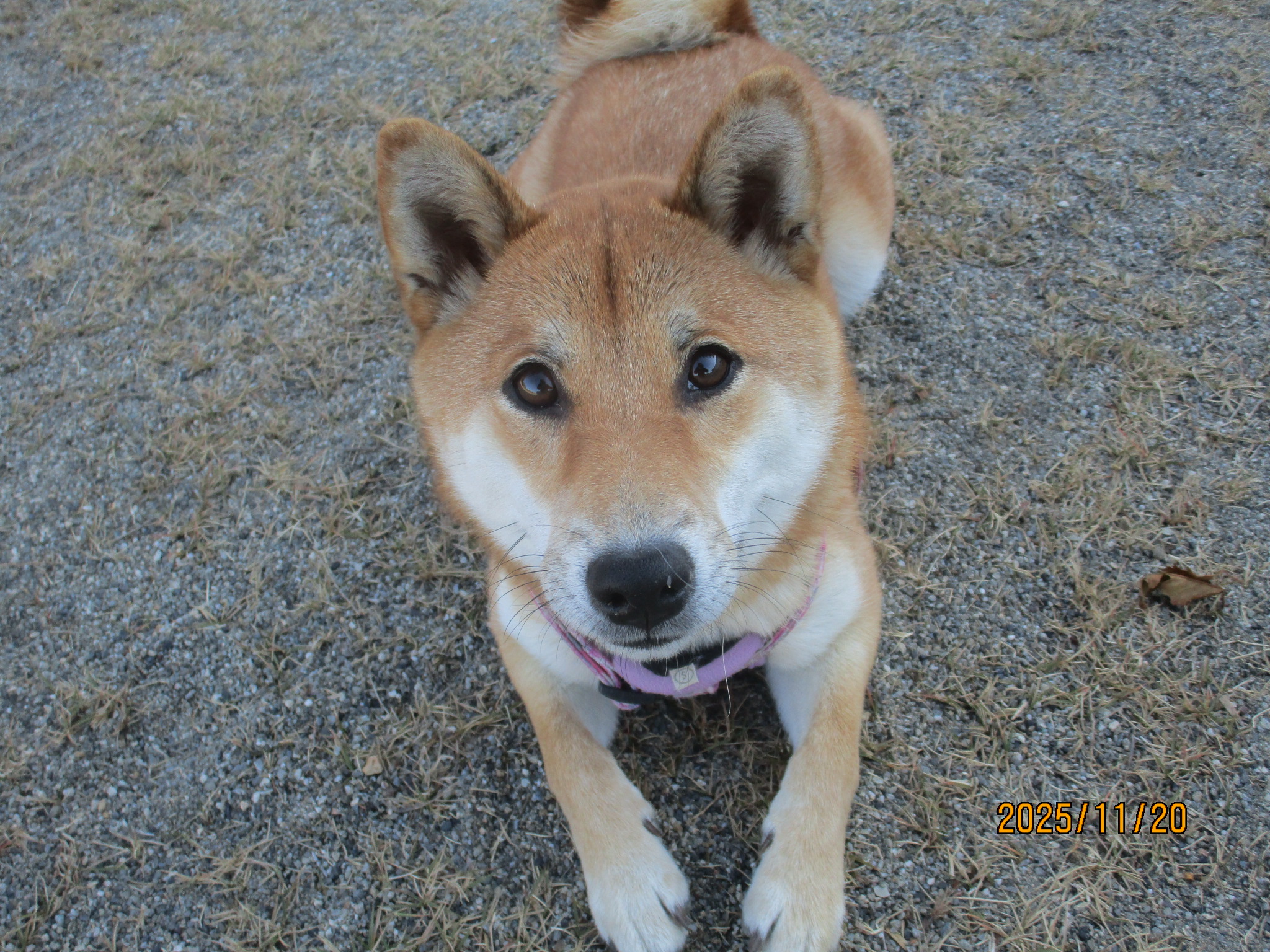 あんこちゃん（２）