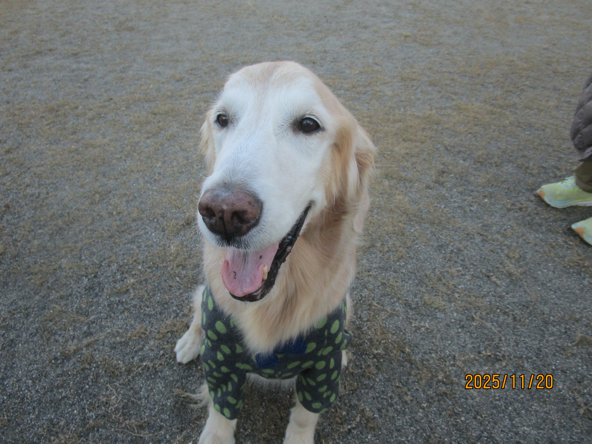 小麦ちゃん（Ⅴ）