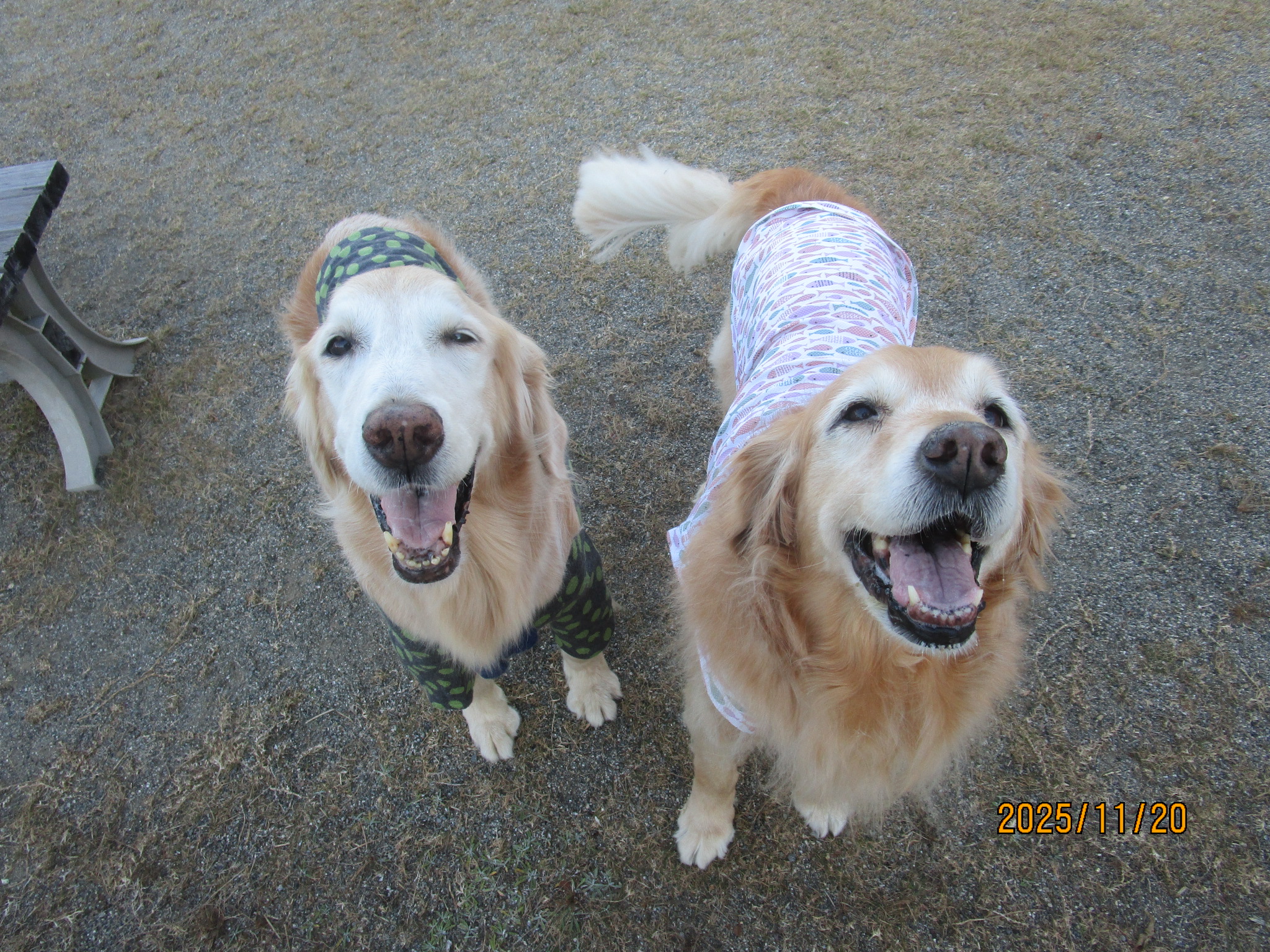 ももちゃん（Ⅴ）