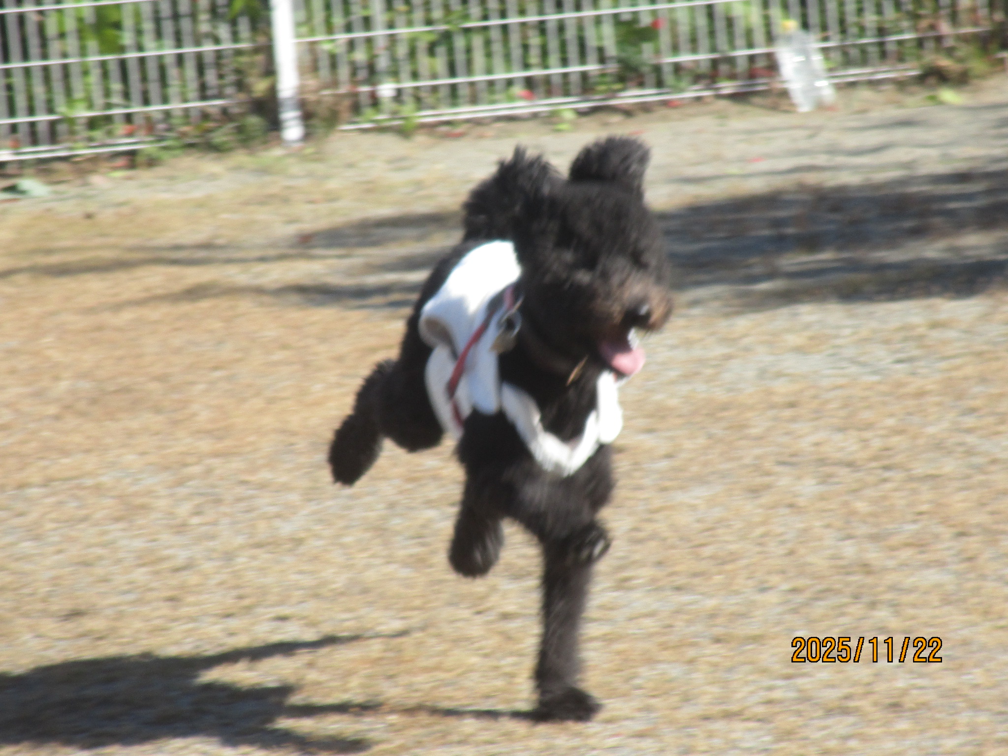 シェリーちゃん（２）