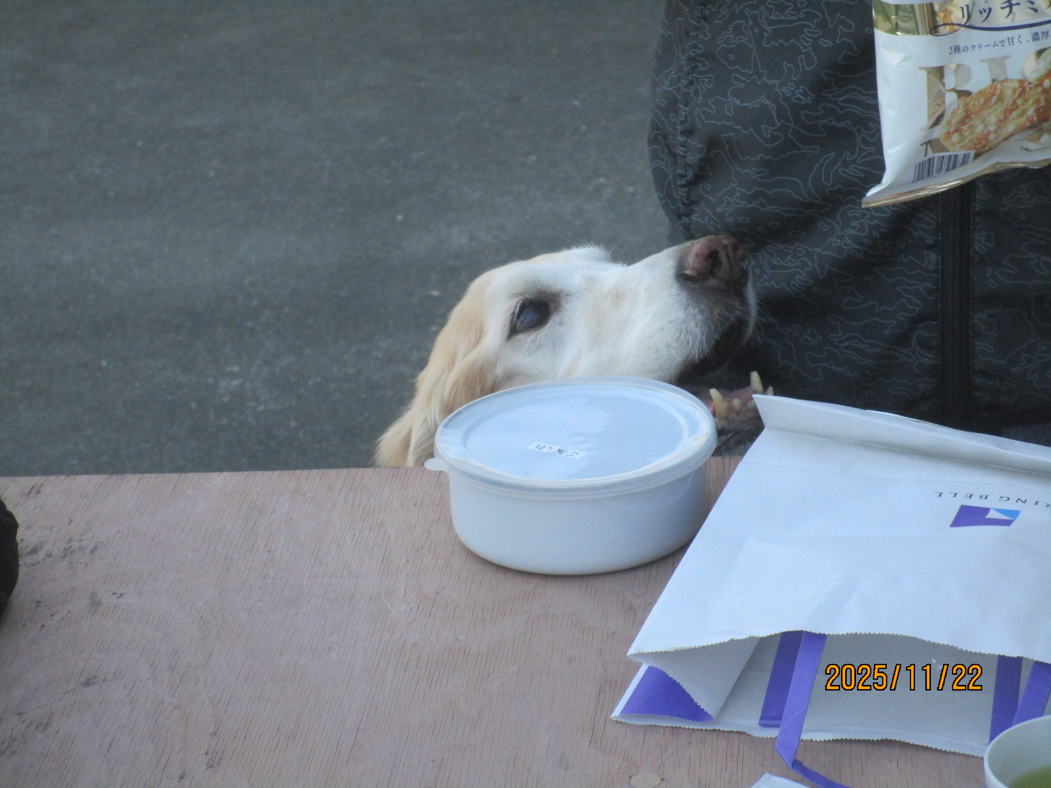 小麦ちゃん（Ⅴ）