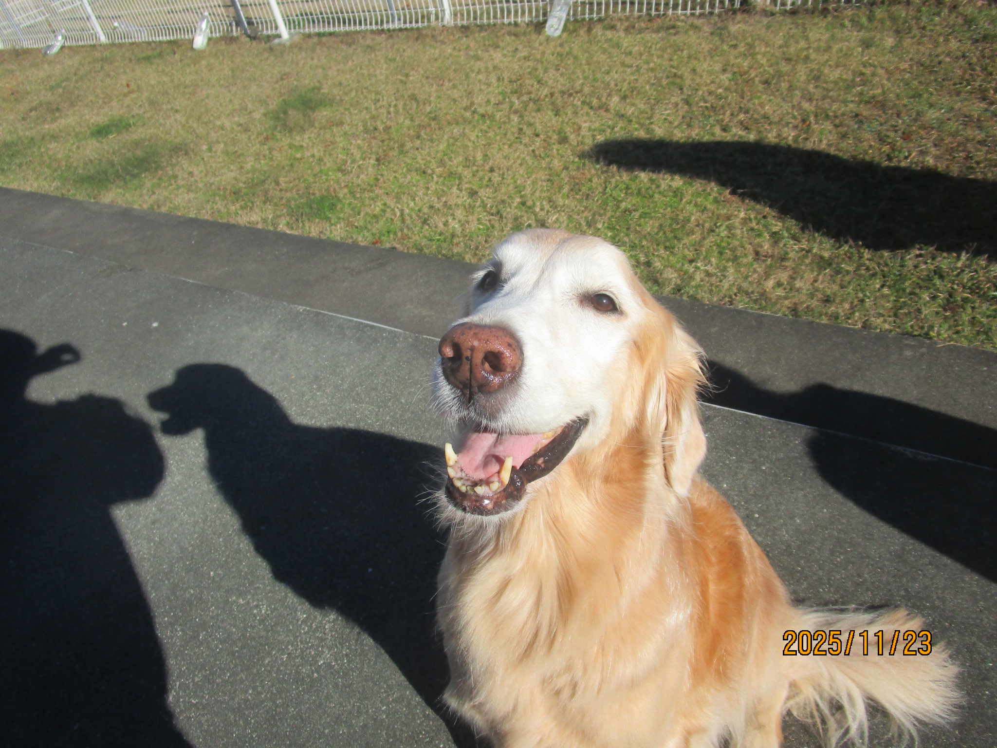 小麦ちゃん(Ⅴ) 小麦ちゃん(Ⅴ)