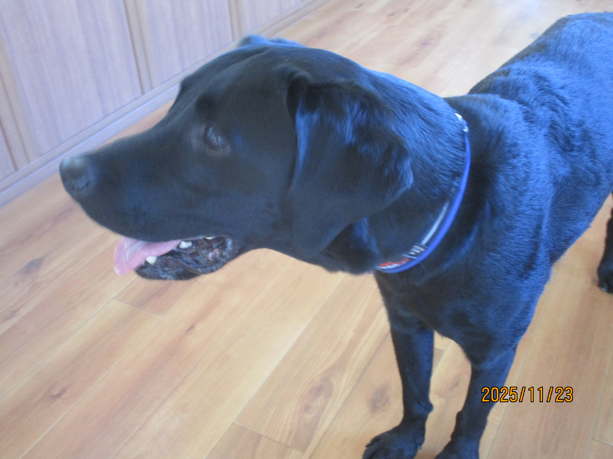 ビスタくん(3) ビスタくん(3)