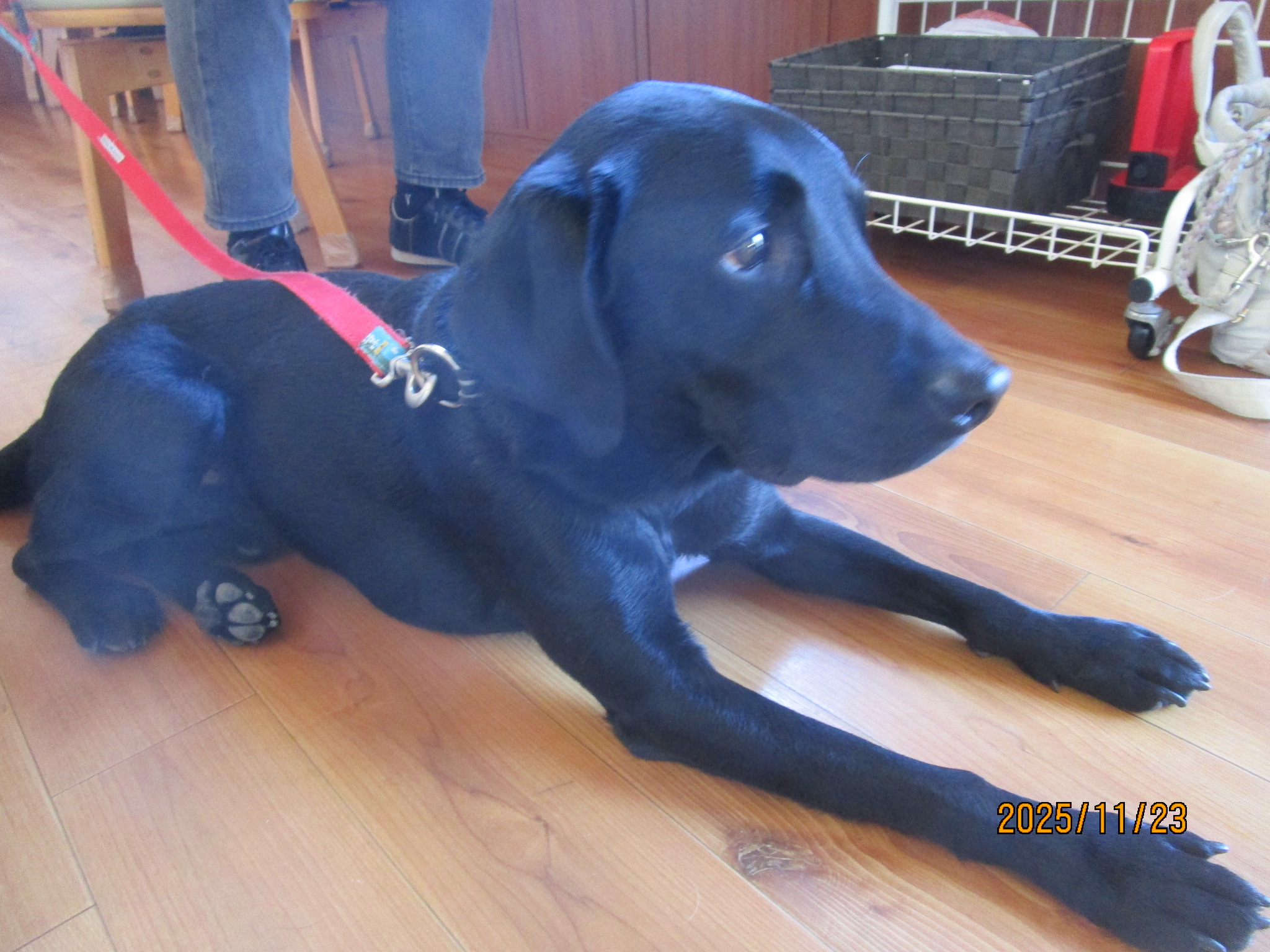 オクラちゃん オクラちゃん