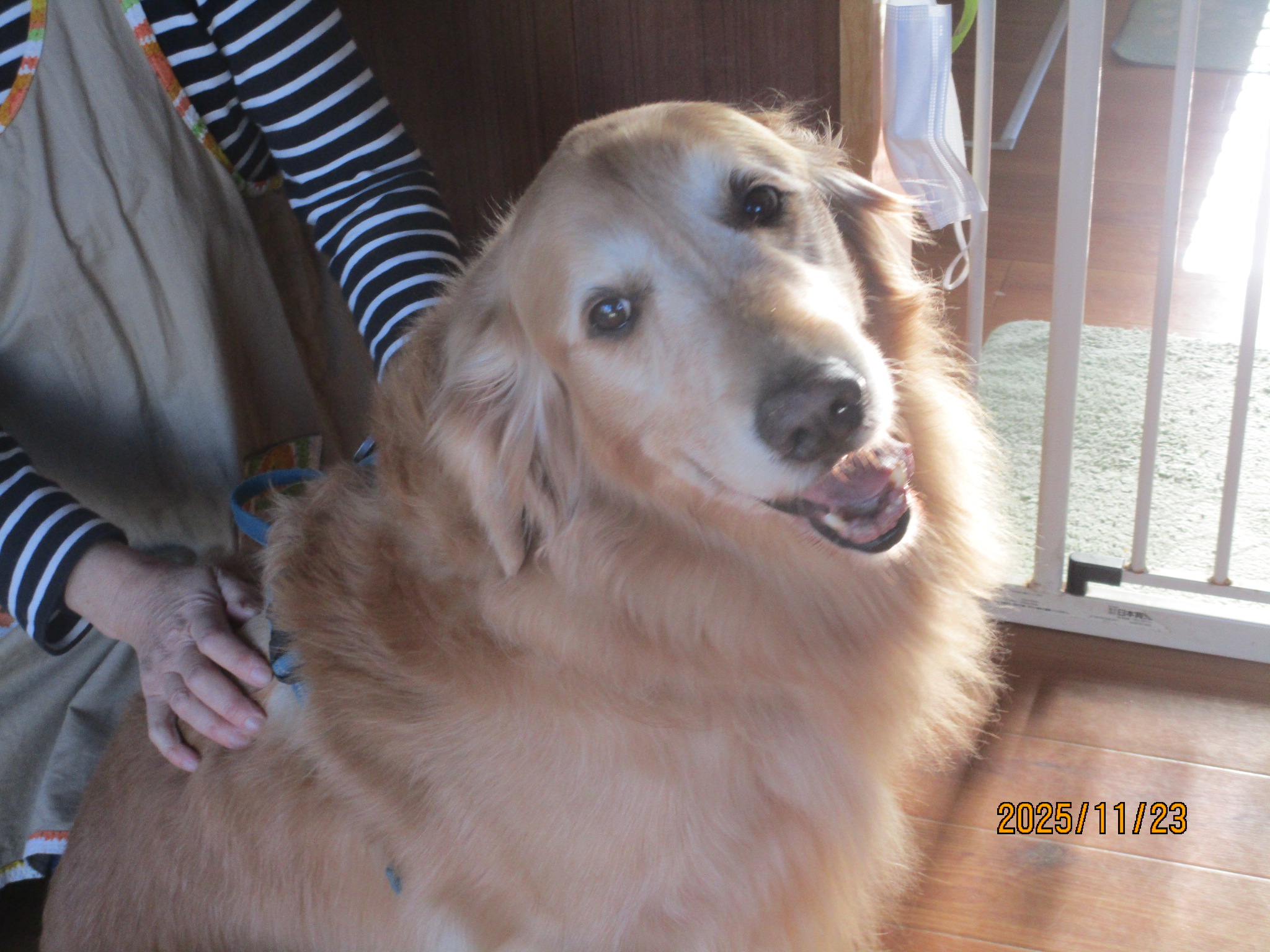 ハリーくん(V) ハリーくん(V)