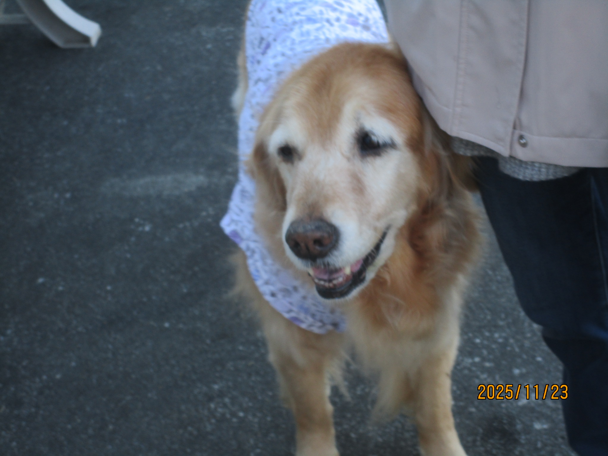 ももちゃん(Ⅴ) ももちゃん(Ⅴ)