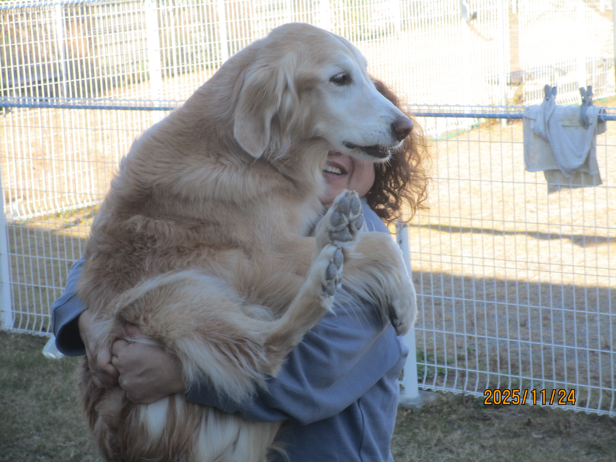小麦ちゃん(Ⅴ) 小麦ちゃん(Ⅴ)