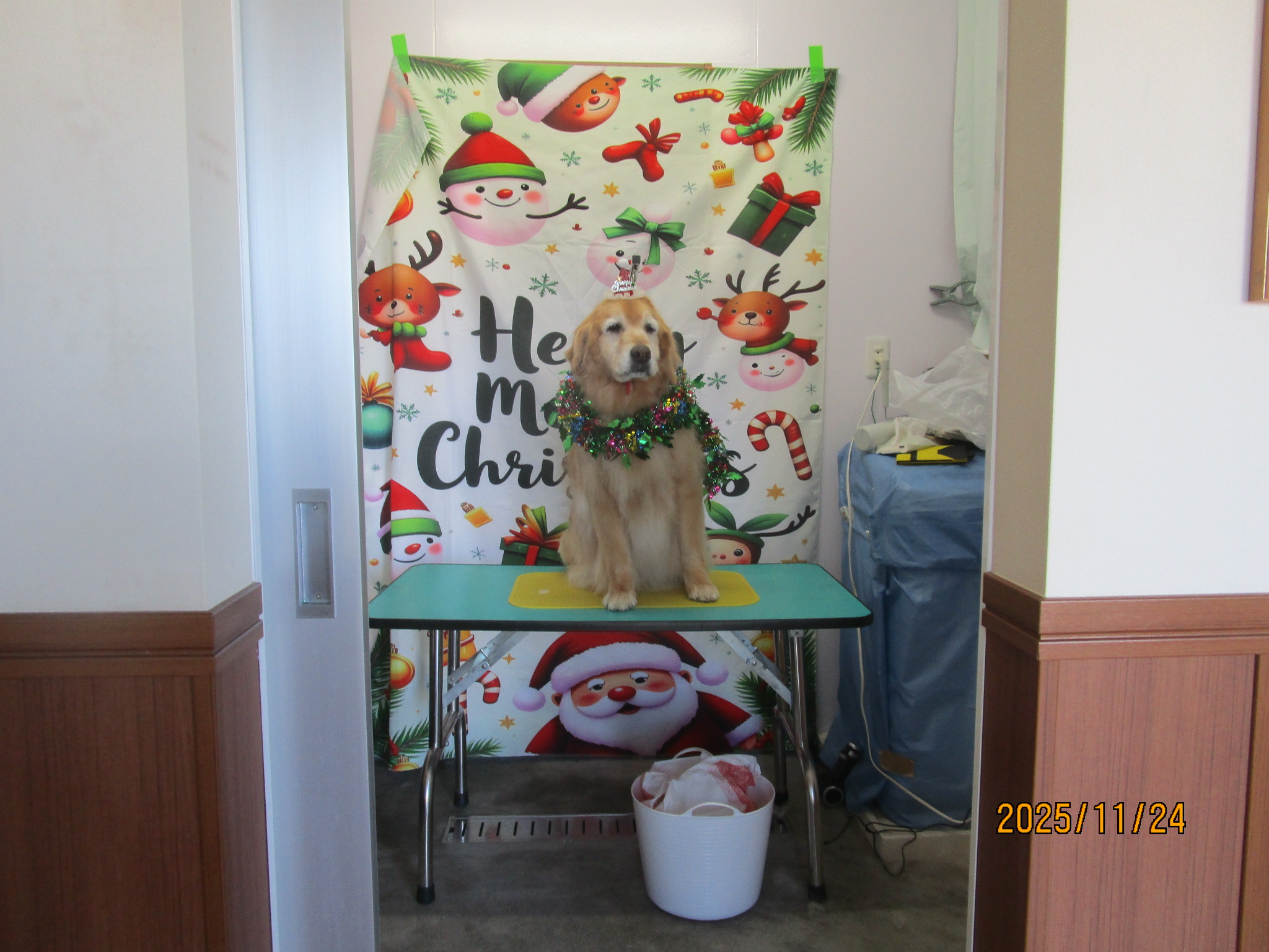 ももちゃん(Ⅴ) ももちゃん(Ⅴ)