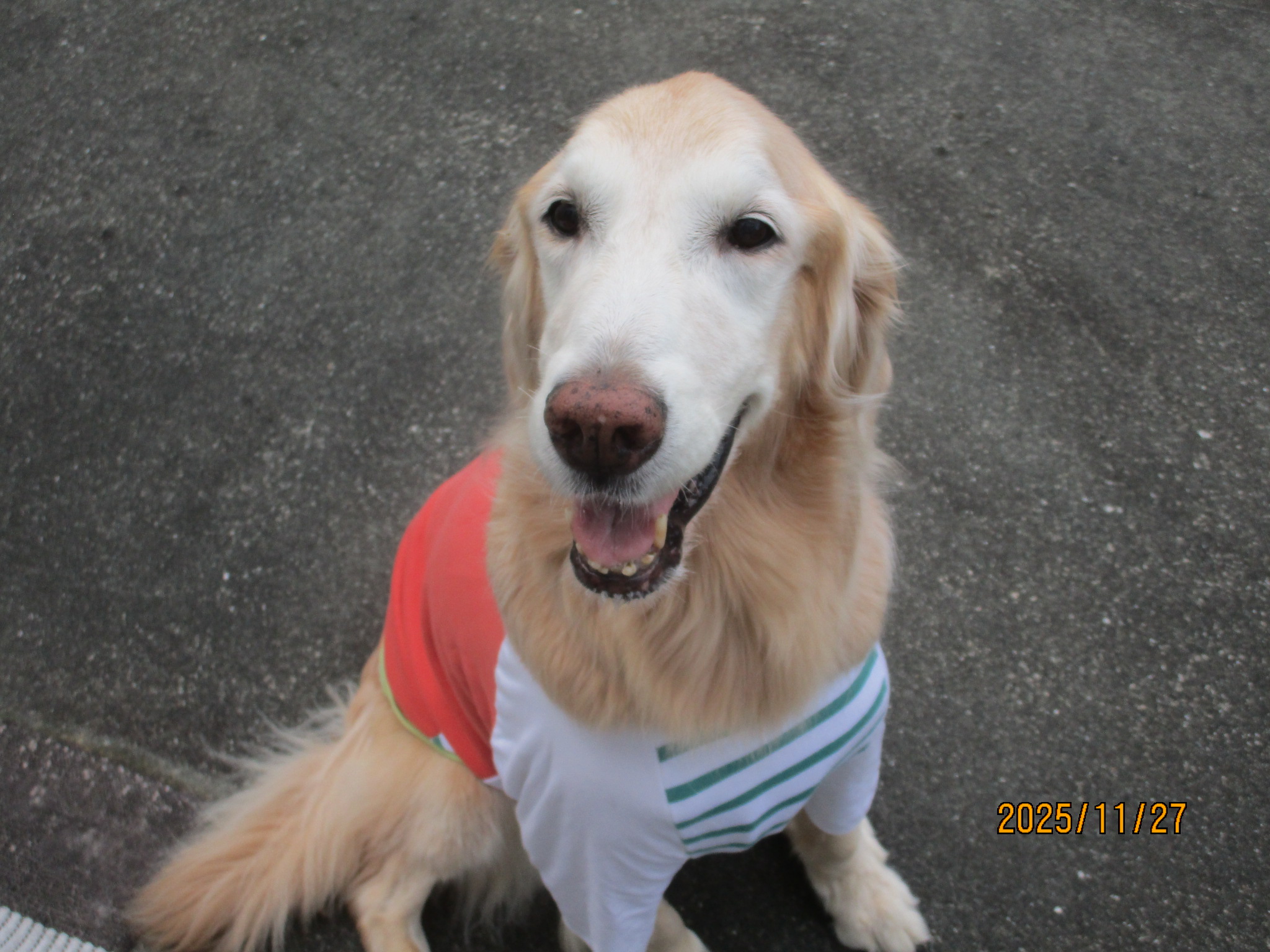 小麦ちゃん（Ⅴ）