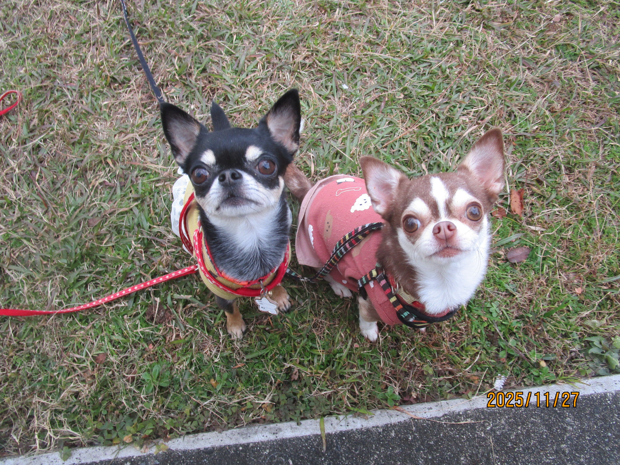 あんこちゃん＆おはぎちゃん