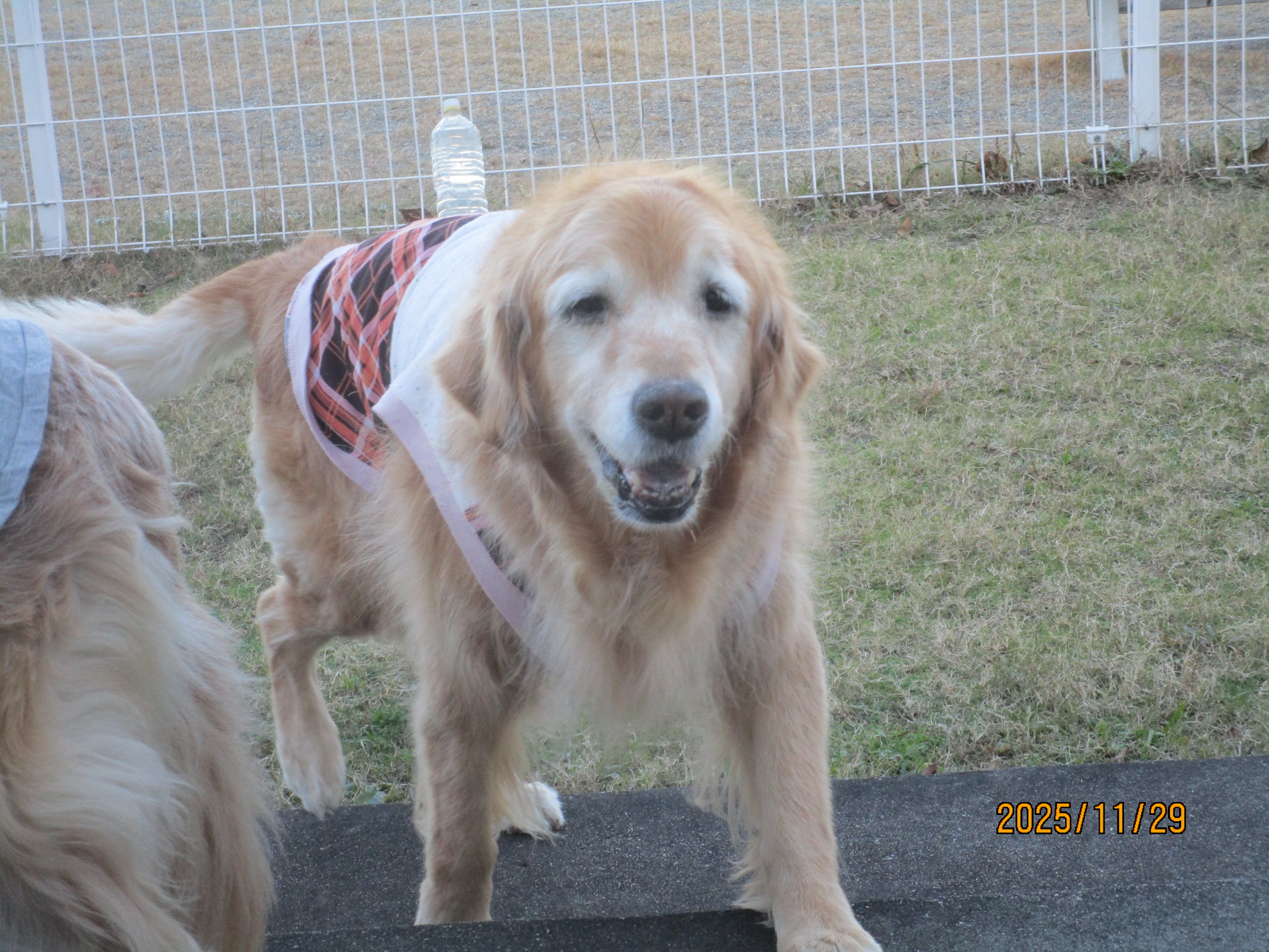 ももちゃん（Ⅴ）