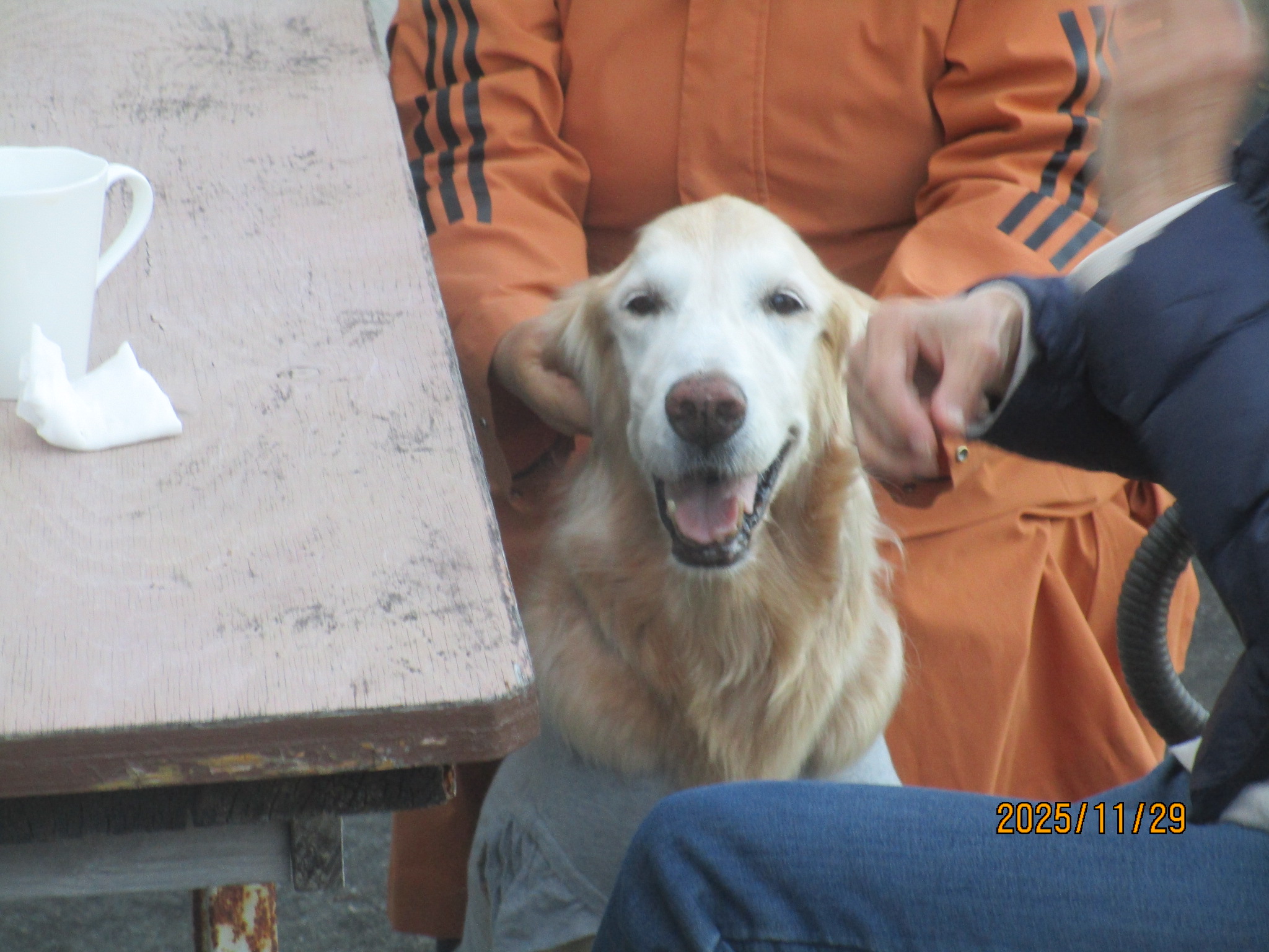 小麦ちゃん（Ⅴ）