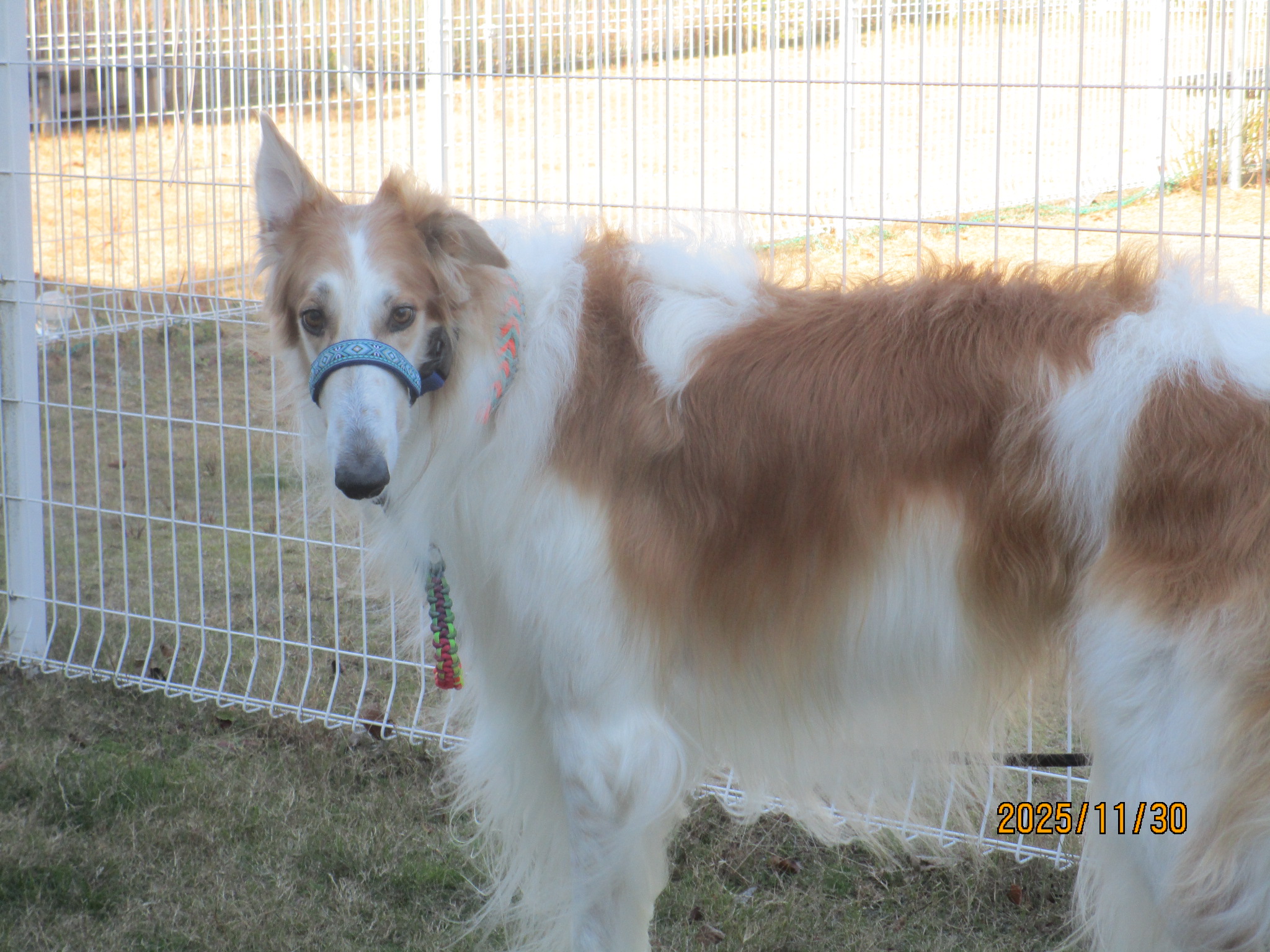 レオーナちゃん