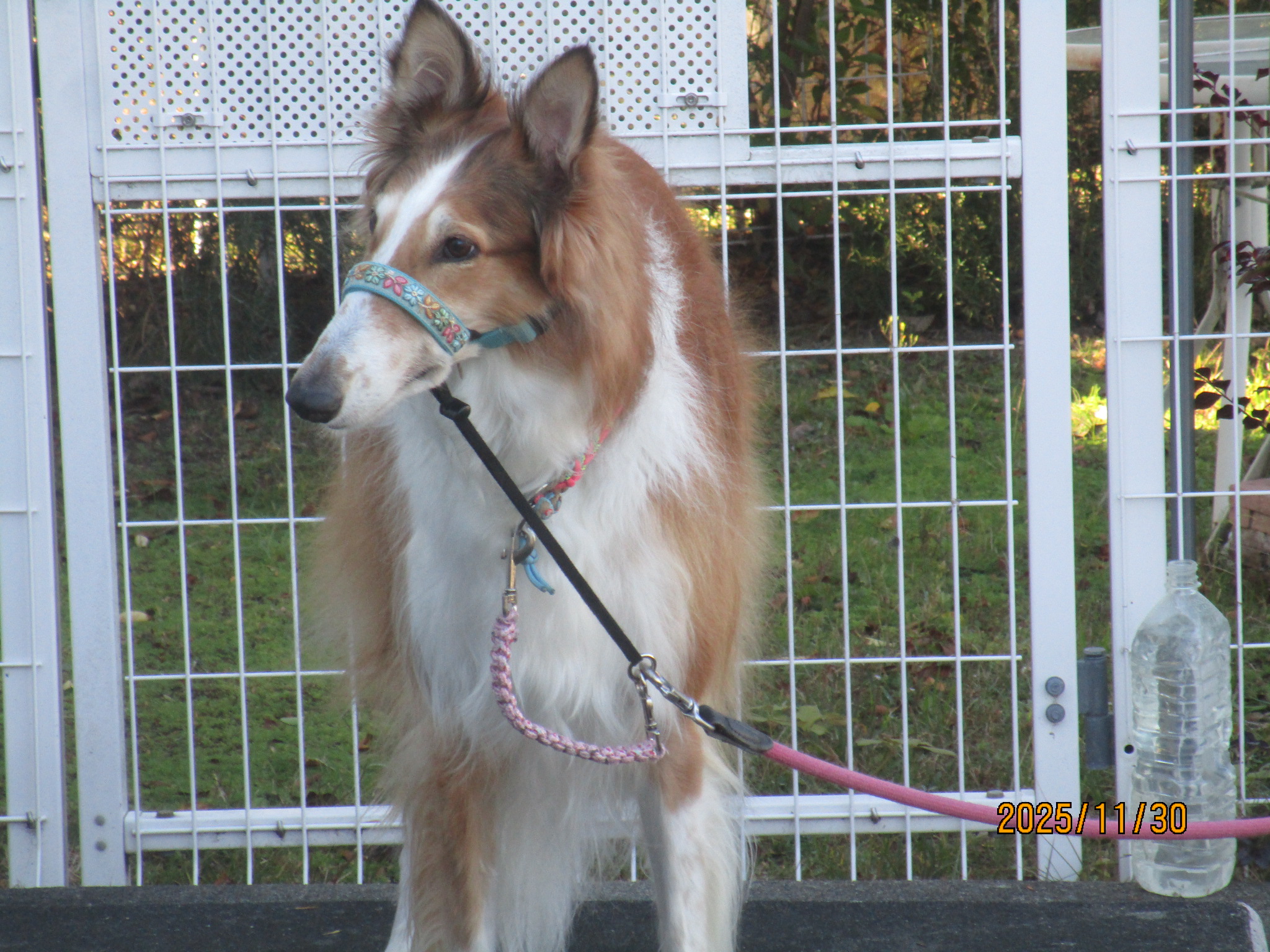 バーナードくん