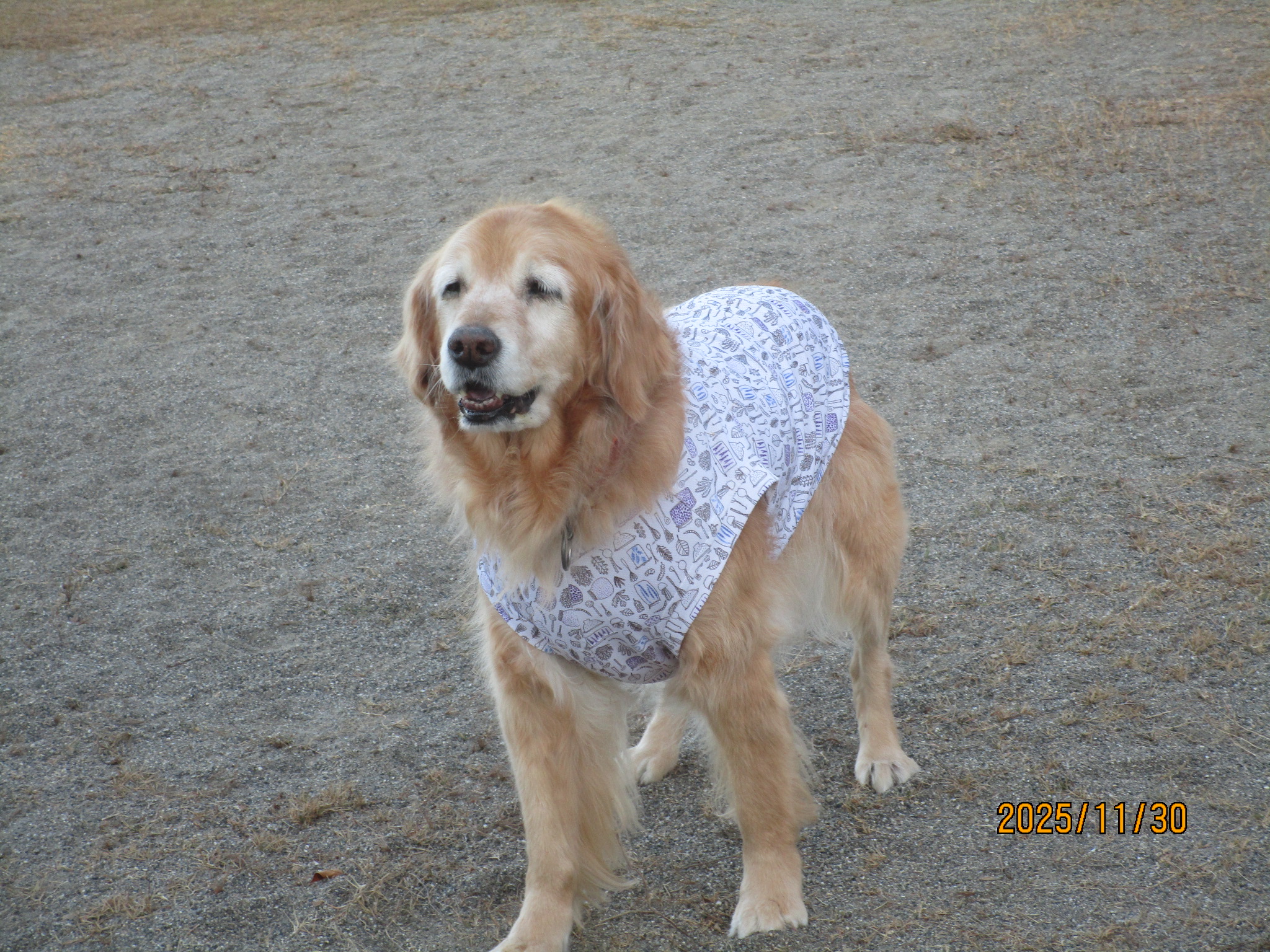 ももちゃん（Ⅴ）