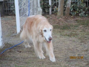 小麦ちゃん（Ⅴ）