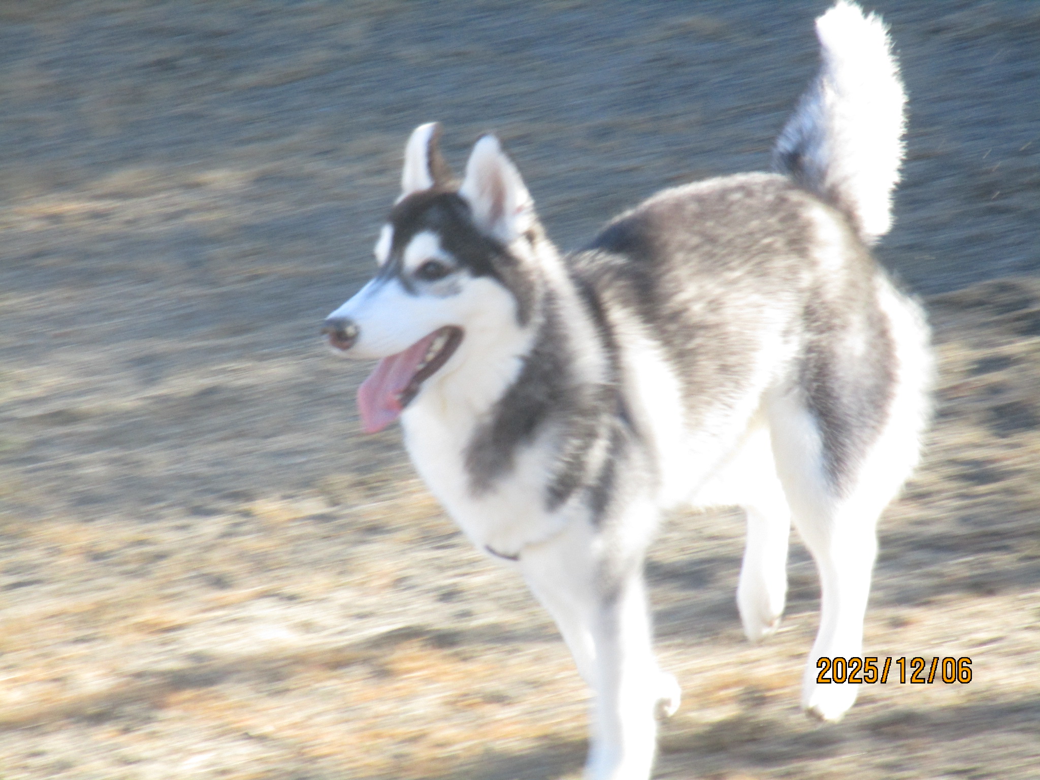 あんこちゃん（４）