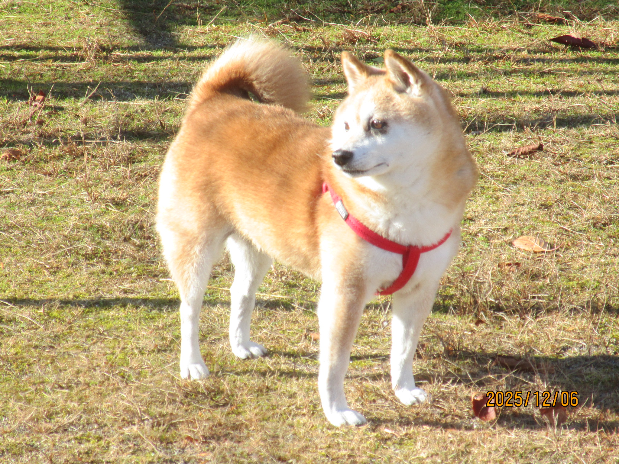 フウスケちゃん（５）