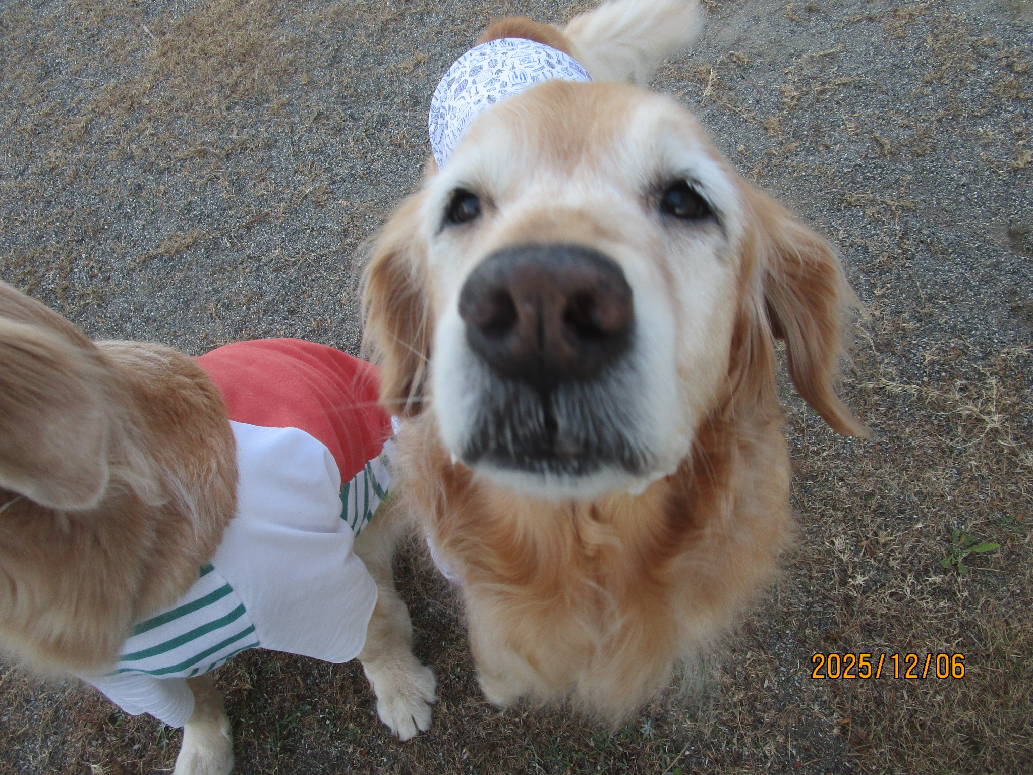 ももちゃん（Ⅴ）