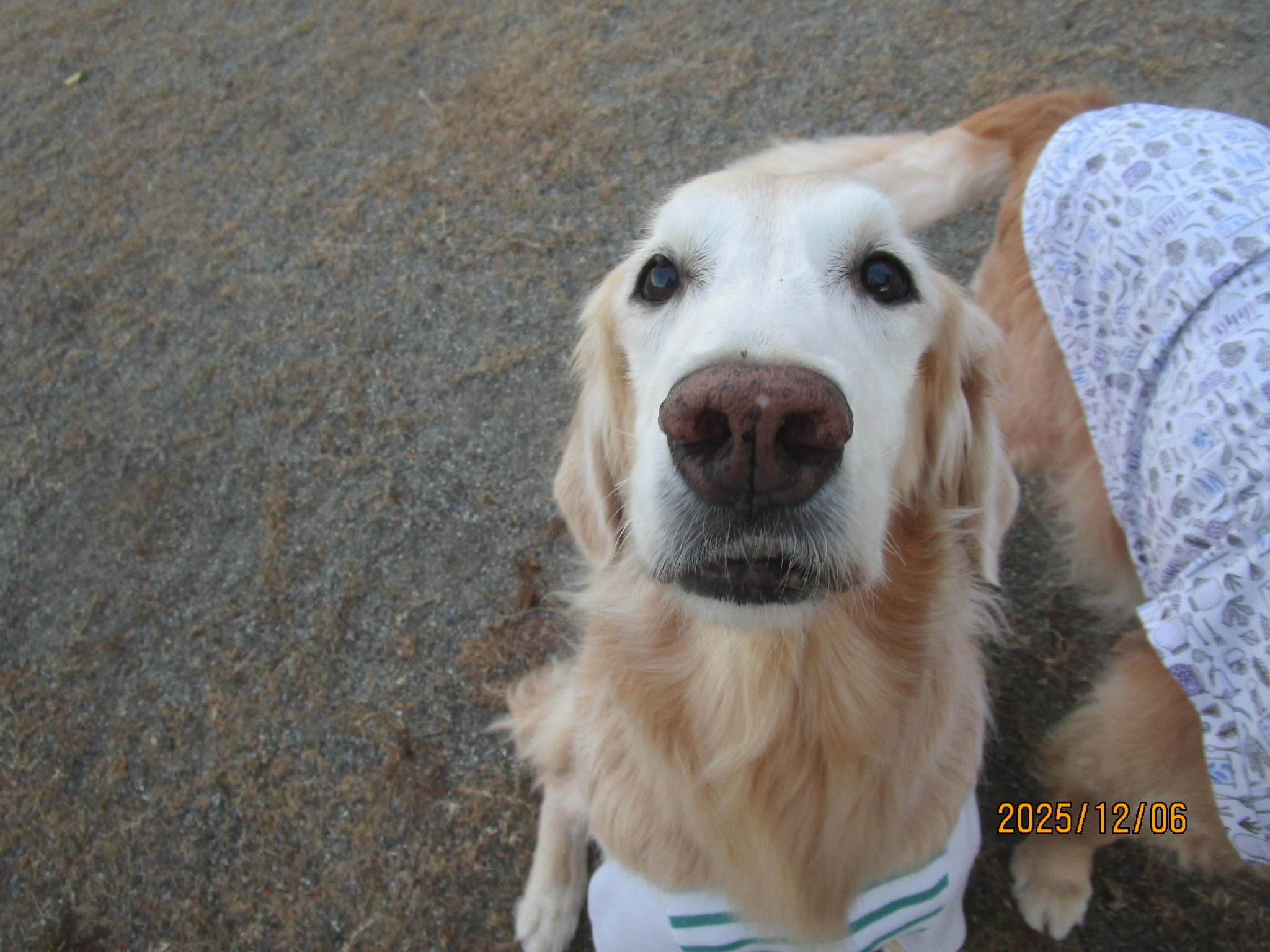 小麦ちゃん（Ⅴ）