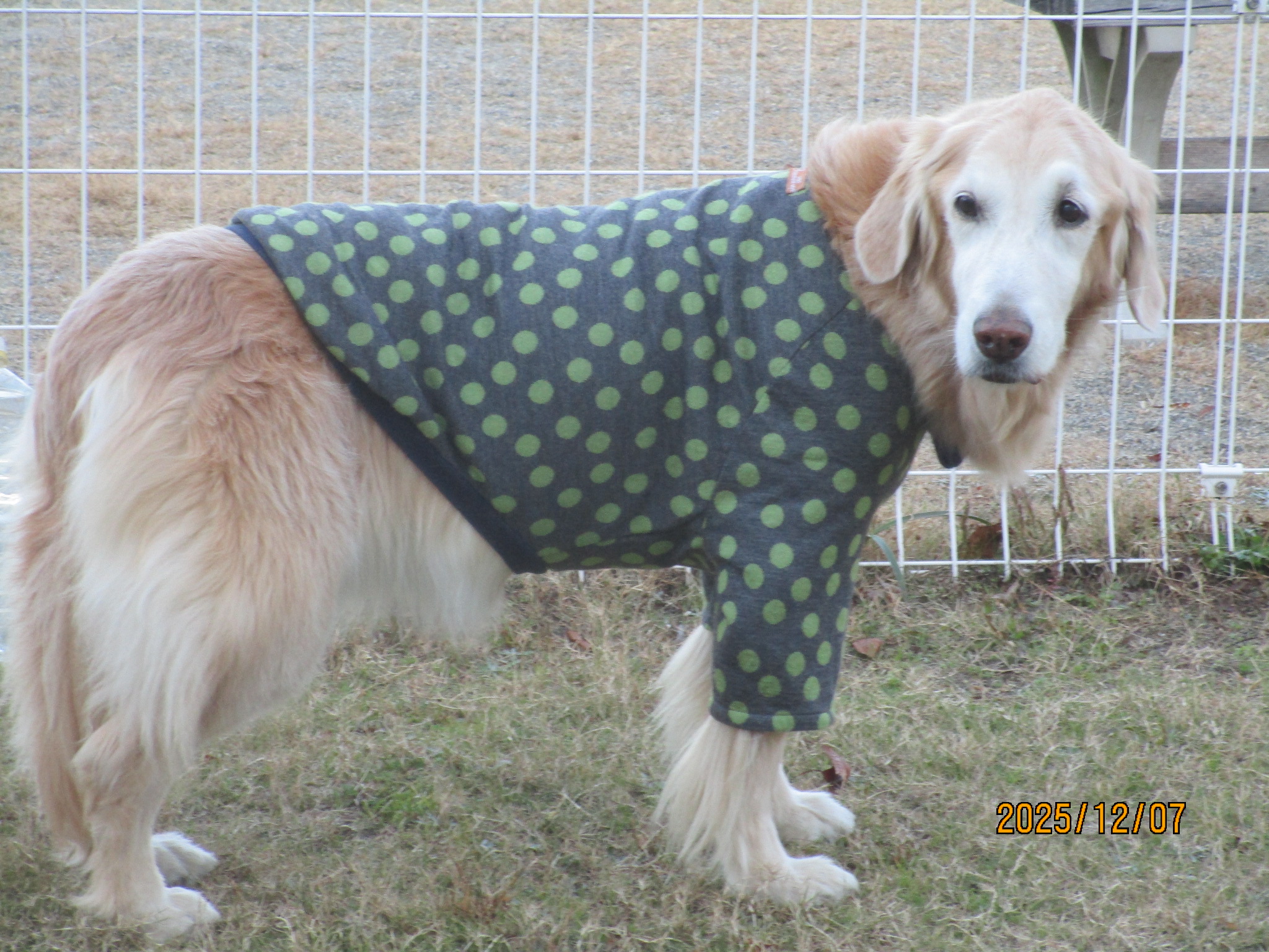 小麦ちゃん（Ⅴ）